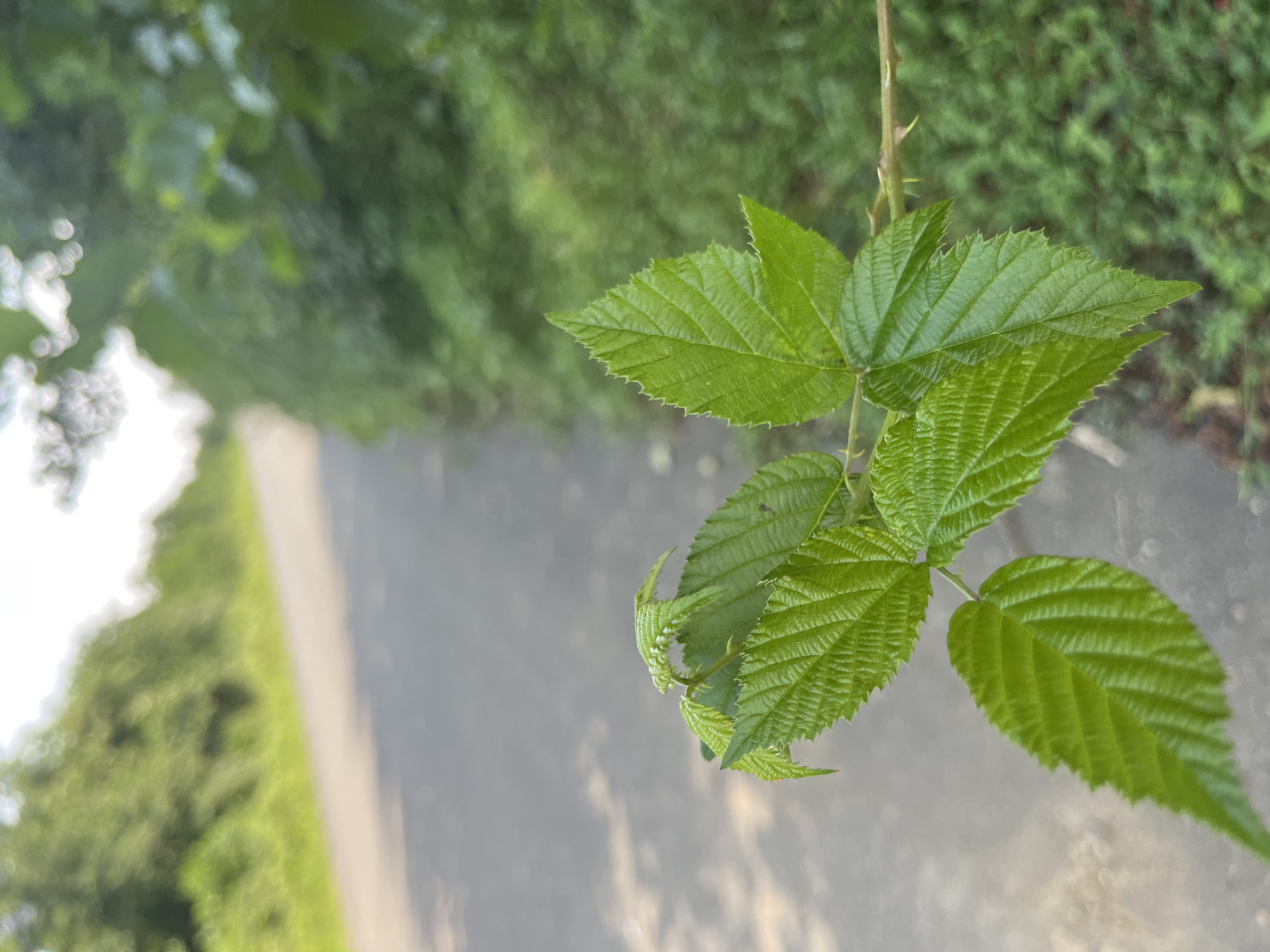 In Ureki, Georgia, a close-up shot focuses on several vibrant green leaves of a bramble bush. The leaves are serrated and have a textured, veined surface. A thorny stem is visible to the right of the leaves, extending into the blurred background. Beyond the bramble, a paved pathway recedes into the distance, flanked by lush green foliage and trees. The sky is bright, suggesting daylight.