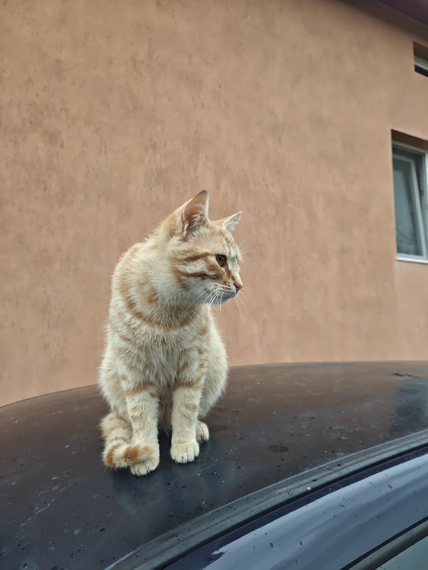 An orange tabby cat is prominently featured in this outdoor, eye-level shot. The cat, with light ginger fur and darker orange stripes, is sitting upright on the dark, possibly black or dark blue, roof of a car. Its front paws are tucked neatly, and its tail is curled around its left side. The cat's head is turned to its right (viewer's left), and its gaze is directed away from the camera, giving it an alert and observant posture. Long white whiskers are visible on its snout.
The background consists of a plain, light terracotta or dusty orange-brown wall of a building. The wall has a slightly textured appearance. In the upper right corner of the frame, a rectangular window with a visible frame and glass is part of the building. The car's roof appears somewhat dusty or has small water droplets on its surface. The lighting is soft and even, suggesting it is daytime, possibly under an overcast sky, as there are no harsh shadows. There is no visible text in the image.