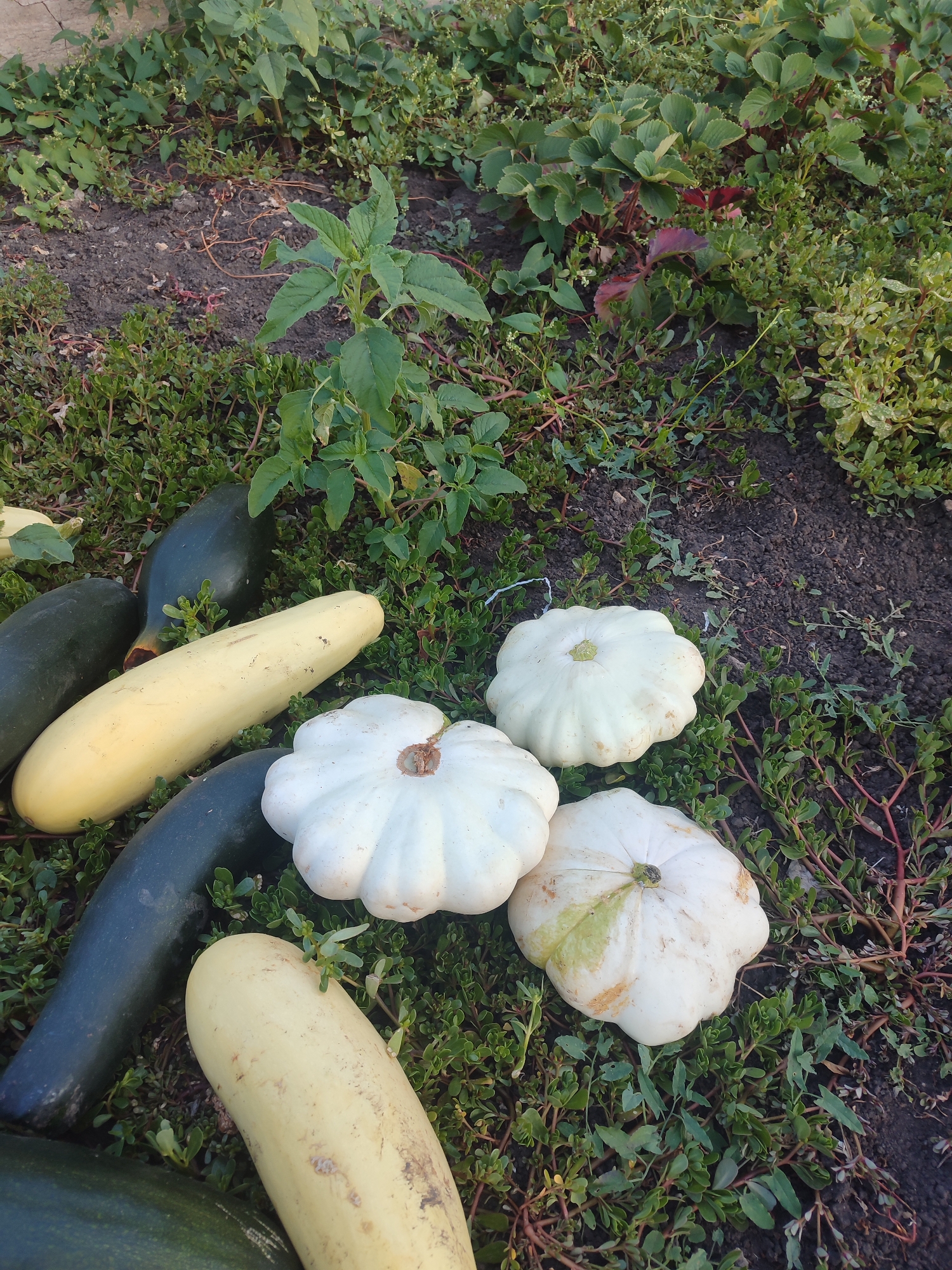 The image depicts a collection of freshly harvested vegetables, specifically zucchini and pattypan squash, resting on the ground amidst low-lying green foliage and dark soil. The scene appears to be outdoors, likely in a garden. The vegetables are arranged loosely, with several dark green zucchini and pale yellow zucchini interspersed with three white pattypan squash. The pattypan squash are round with scalloped edges and have visible stems. One of the pattypan squash exhibits a light green discoloration on its upper surface. The zucchini are elongated and smooth-skinned. The surrounding vegetation is a mix of dense, low-growing green plants with some exposed dark soil. In the background, there are larger green plants and some reddish-colored leaves, suggesting a natural or cultivated garden environment. There are no people or animals visible in the image. The lighting suggests it is daytime, possibly late afternoon, with soft shadows. This scene is consistent with a harvest from a garden in Novosamarka, Ukraine, where such produce is commonly grown.