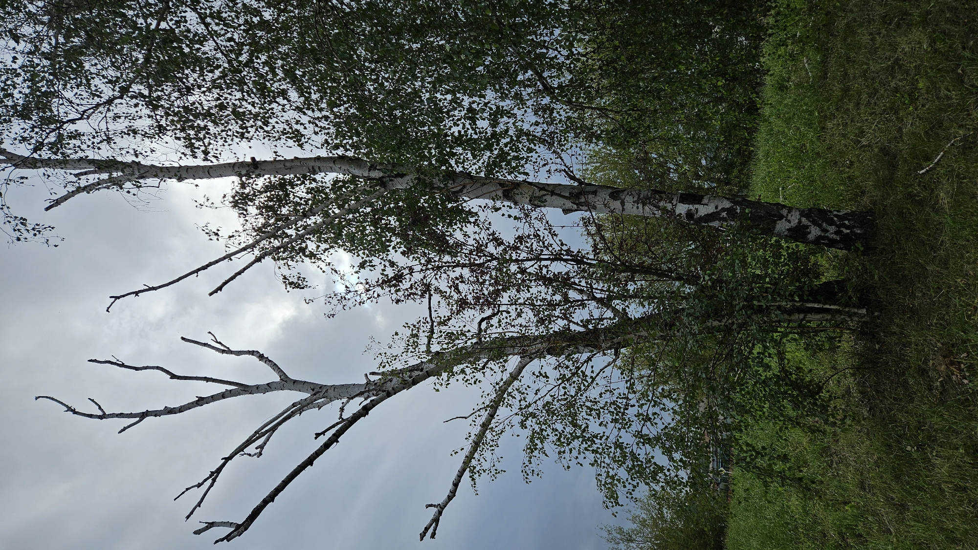 The image depicts an outdoor scene with a cloudy sky overhead. In the foreground, there is a grassy area with several trees. One prominent tree on the left appears to be dead or dying, with bare branches reaching towards the sky. To its right are two birch trees with distinctive white bark. The tree on the far right has a full canopy of green leaves, while the middle birch has some leaves and some bare branches. Behind these trees, there is a dense area of green foliage, possibly more trees and bushes. A very faint structure, potentially a building or fence, is barely visible in the distance through the trees on the left. The overall impression is a naturalistic setting, possibly on the outskirts of a town or in a park. There are no people or animals visible in the image. The image is taken from a low angle, looking upwards towards the trees and sky.