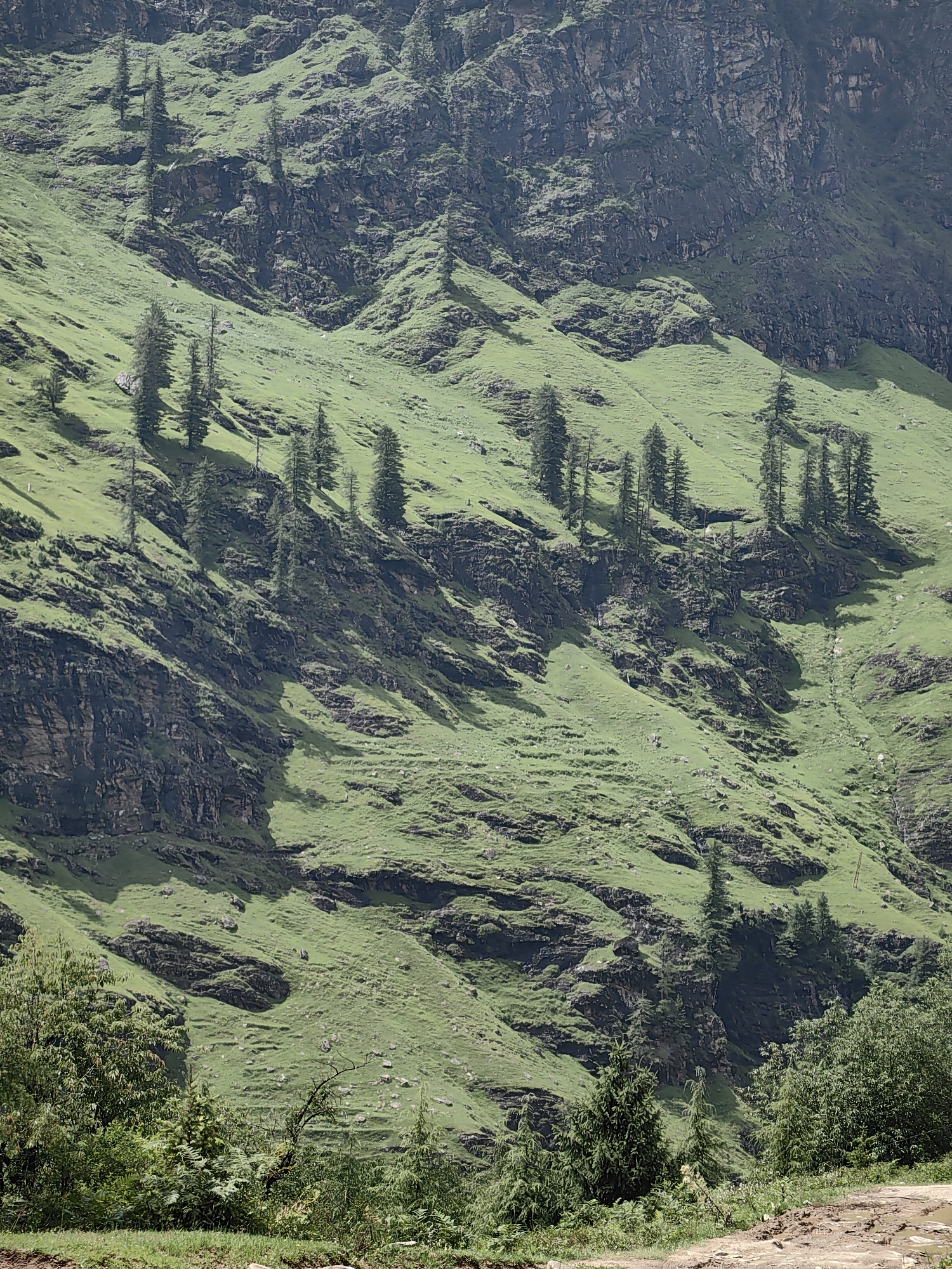 The image depicts a steep, grassy mountain slope in Kothi, India. The terrain is uneven, with rocky outcrops and patches of dense green vegetation. Tall, slender pine trees are scattered across the hillside, casting long shadows. In the foreground, there is a mix of trees and shrubs, with some muddy ground. The overall impression is one of a rugged and natural mountain landscape.
