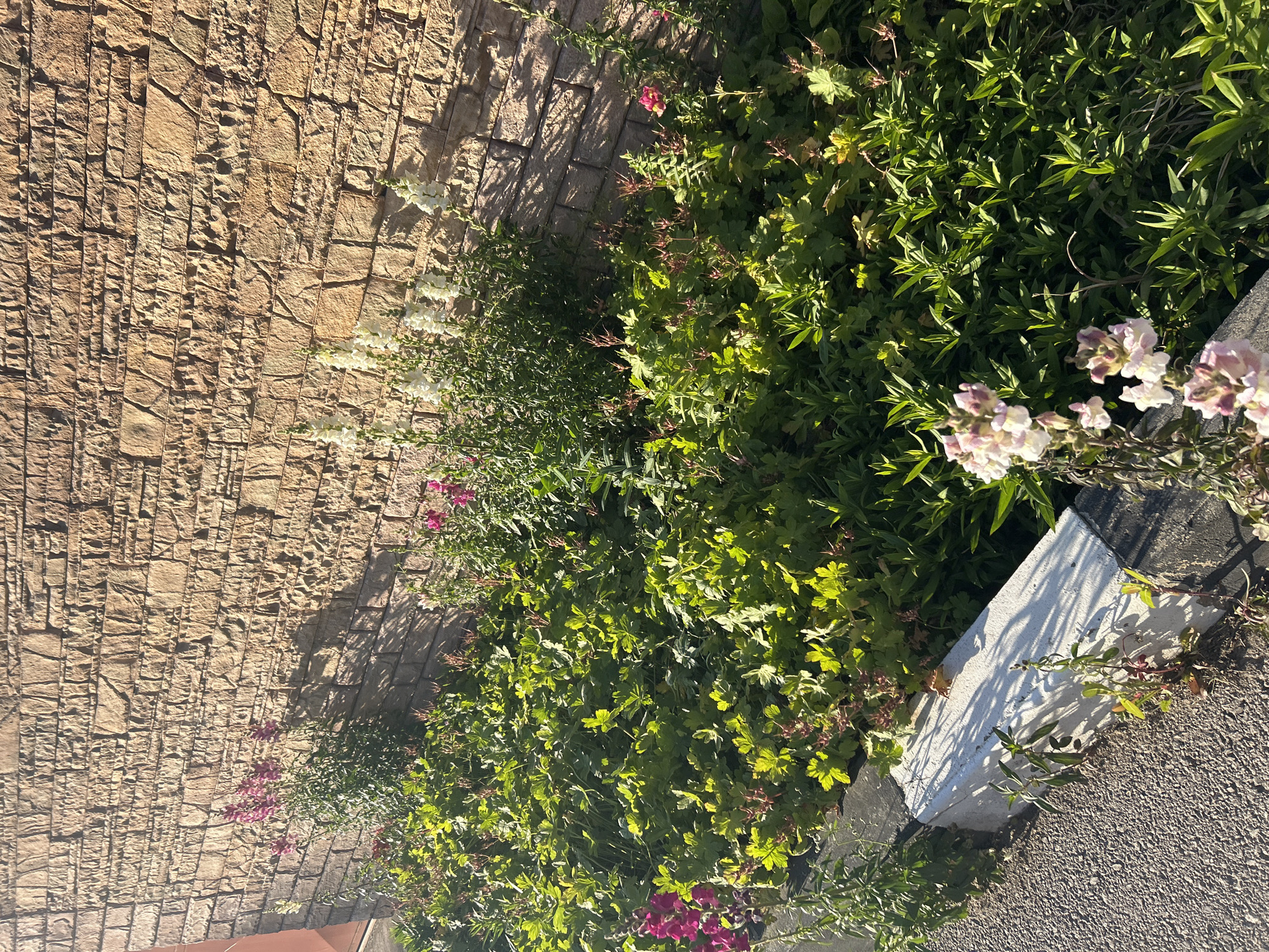 The image shows a stone wall adjacent to a sidewalk in what is likely Mirovyane, Bulgaria. Green plants and flowers grow alongside the wall. The sidewalk is made of dark gray asphalt and is bordered by a white curb. The image is taken during daylight hours. No people are visible.