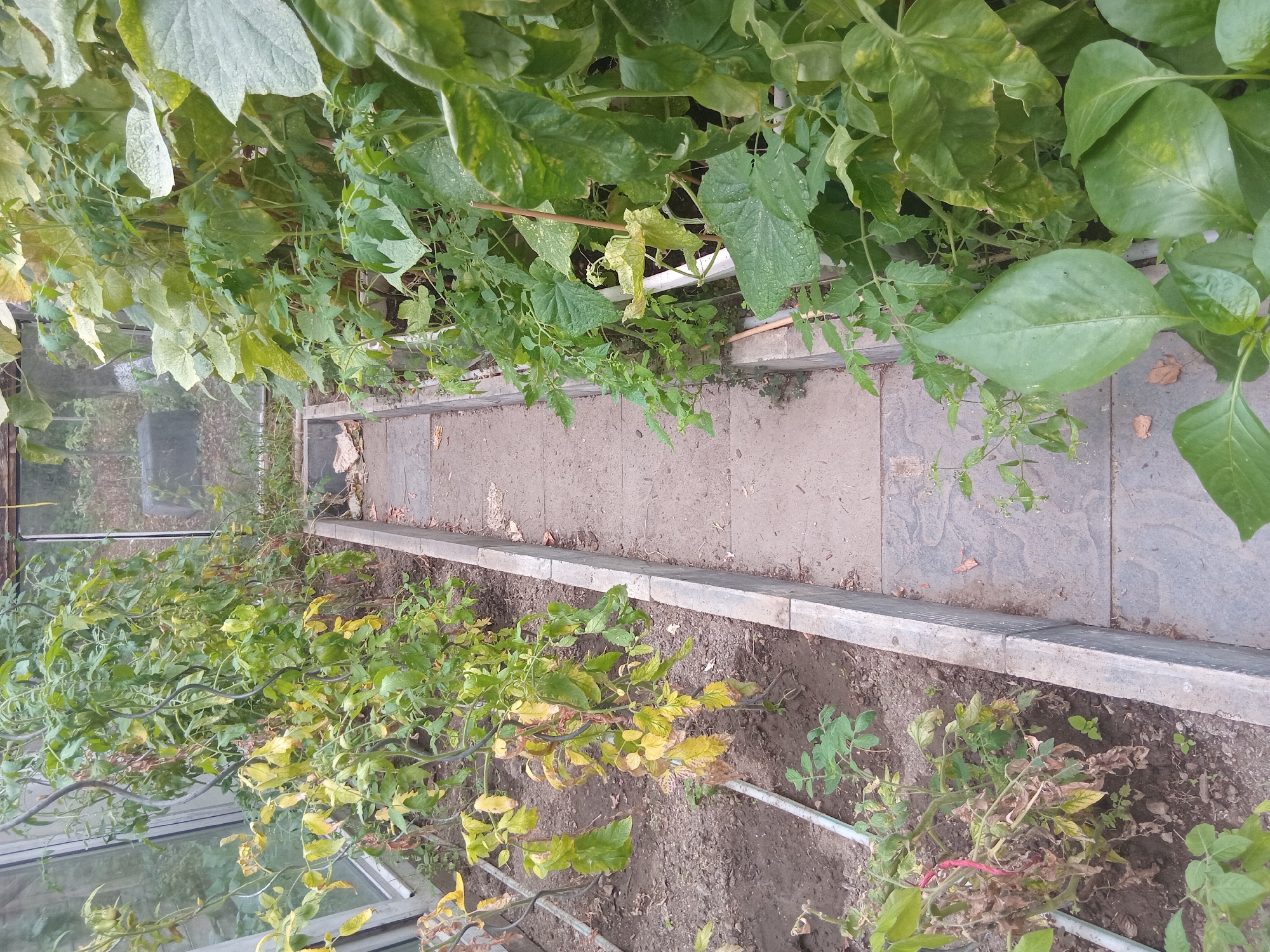 The image shows a greenhouse interior, likely located in Weißenthurm, Germany, with a narrow path made of stone tiles running down the center. On either side of the path are raised garden beds filled with various plants. The bed on the left contains tomato plants, some of which show signs of yellowing and wilting leaves, indicating potential distress or disease. A white irrigation pipe runs along the soil. The bed on the right is densely packed with lush, green foliage, appearing to be predominantly cucumber plants, with large, healthy leaves. The overall impression is of an active, albeit somewhat neglected, greenhouse cultivation area.