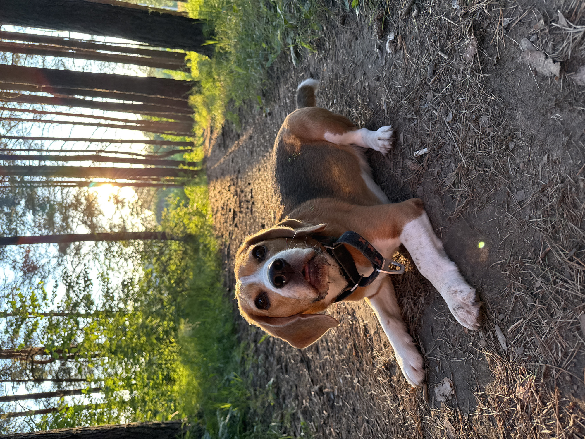 A Beagle dog is lying on its side on a dirt path in a forest. The dog is predominantly brown and white with large floppy ears and dark eyes. It is wearing a black collar with a patterned ribbon. The dog appears relaxed and is looking towards the camera.
The setting is a forest with tall trees that are casting long shadows. Sunlight is filtering through the trees, creating a warm, golden glow on the path and the dog. The path is covered with dirt, dry leaves, and pine needles. Green grass and foliage can be seen on the sides of the path and in the background. The presence of sunlight filtering through the trees suggests it is either early morning or late afternoon. The overall mood is peaceful and serene, with the dog enjoying the outdoors.
There is no visible text in the image.