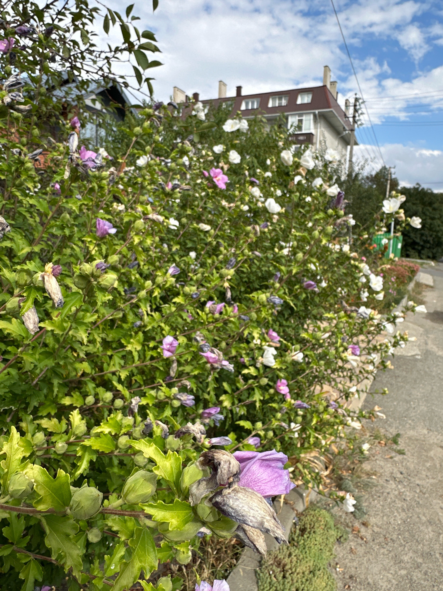 The image depicts a bush with purple and white flowers, along with green leaves and buds, situated on a street in Stavropol, Russia. The bush is positioned in front of a multi-story building with a reddish-brown roof and chimneys. In the background, a telephone pole and wires are visible against a cloudy blue sky. The street appears to be paved with asphalt and lined with a curb. The scene is captured in daylight.