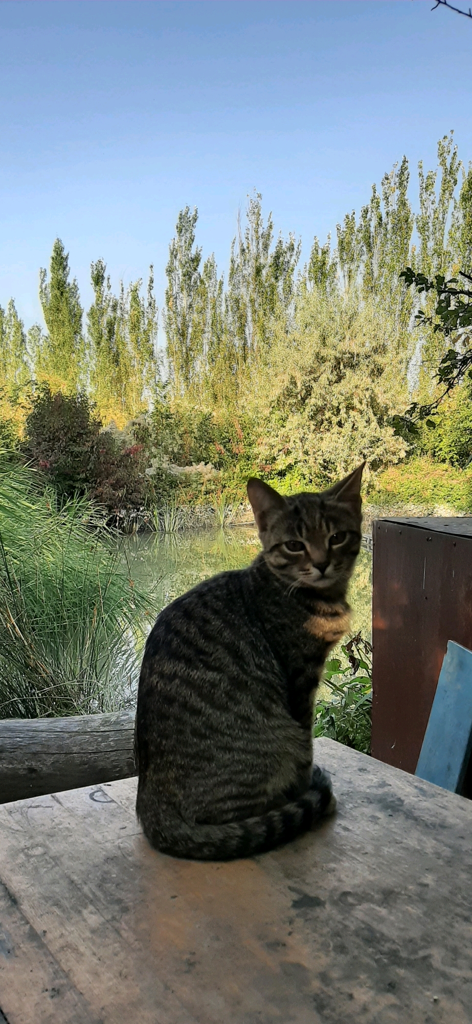 A tabby cat sits on a wooden surface in an outdoor setting. The cat is facing slightly away from the camera, with its head turned to look directly at the viewer. Its fur is a mix of grey and black stripes. Behind the cat, a body of water reflects the surrounding trees and vegetation. The background is filled with lush greenery, including tall trees with light green foliage and denser shrubs. The sky above is a clear, pale blue. The wooden surface the cat is sitting on appears weathered and has a rustic texture. To the right of the cat, a portion of a brown, metallic object is visible, possibly a container or shed. To the far right, a sliver of a blue object is also present. The scene suggests a peaceful, natural environment, likely in Zarechnoe, Kyrgyzstan, given the context. No people are present in the image.