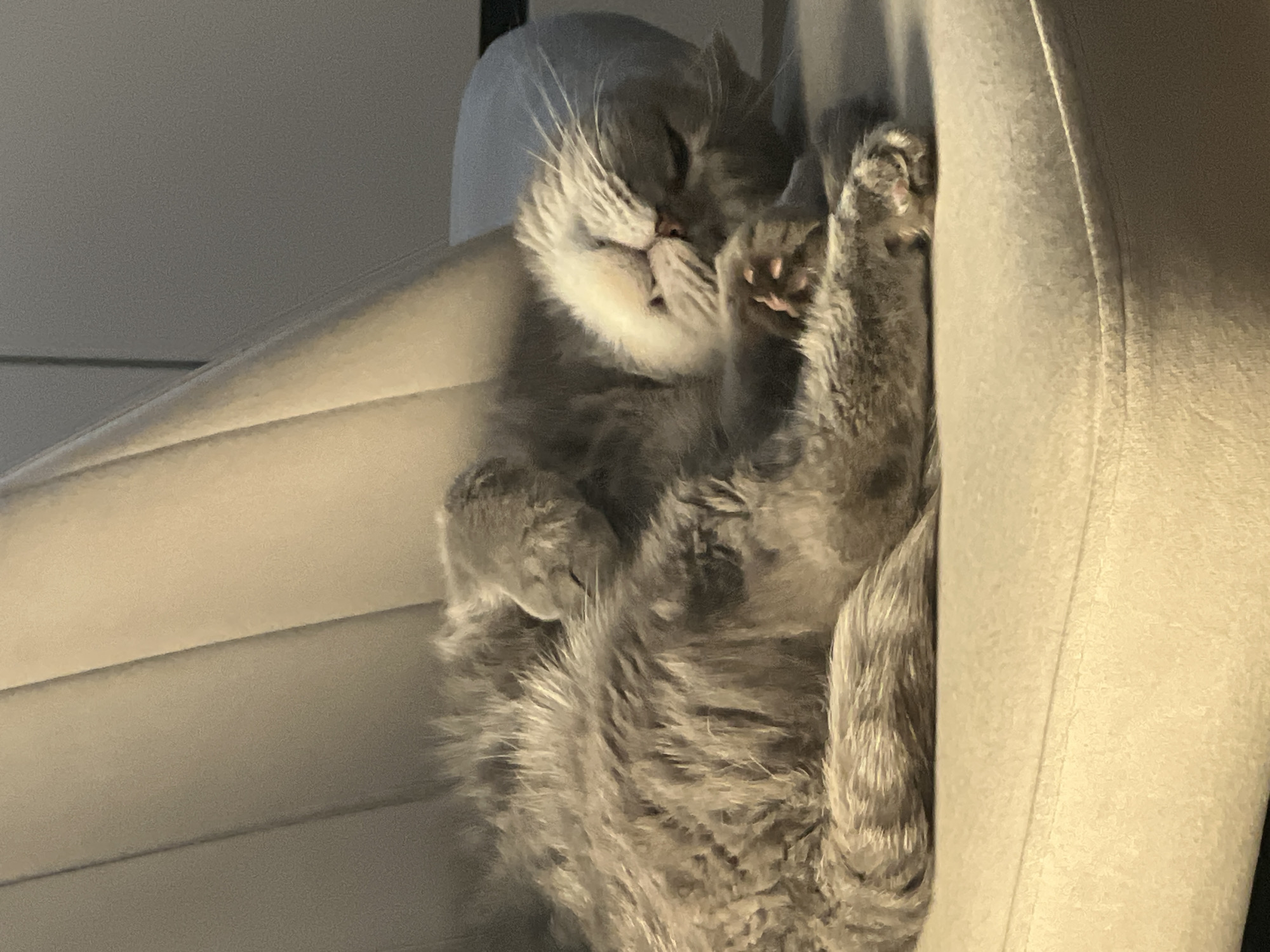 A fluffy, gray cat is sleeping upside down on a white, upholstered chair. The cat is curled up with its paws visible, and its face is relaxed. The background includes a portion of a wall. The location and information about the city of Votkinsk, Russia is irrelevant to the image.