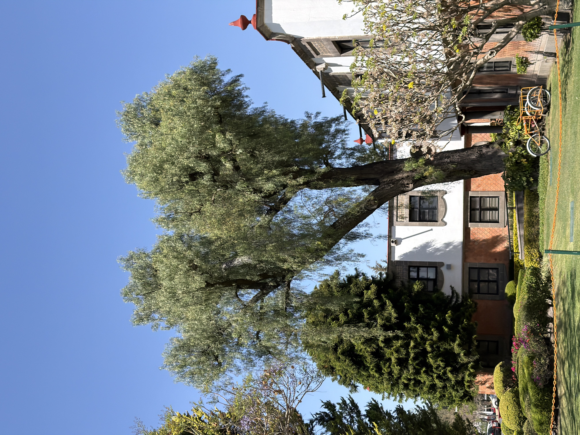 This image captures an exterior scene in San Andrés Cholula, Mexico, under a clear, cloudless blue sky. A large, mature tree with light green, elongated, weeping foliage and a thick dark trunk dominates the central view, partially obscuring a building. To its left stands a dense, conical tree with dark green needles. The building, visible in the midground and background, features white stucco upper walls and a lower facade composed of reddish-brown brick or tile patterns. Multiple dark-framed windows are set into the building's walls. The roofline displays decorative red, pointed architectural finials. In the immediate foreground, a mowed green lawn is bordered by an orange metal chain barrier, supported by green posts. Behind this barrier, a cultivated garden area contains various green shrubs and bushes, some bearing small pink and purple flowers. A yellow and orange cargo tricycle, equipped with a rear flatbed, is parked on the grass near the building's right side. No individuals are present in the scene. Portions of multiple vehicles are visible on a paved surface in the far left background.