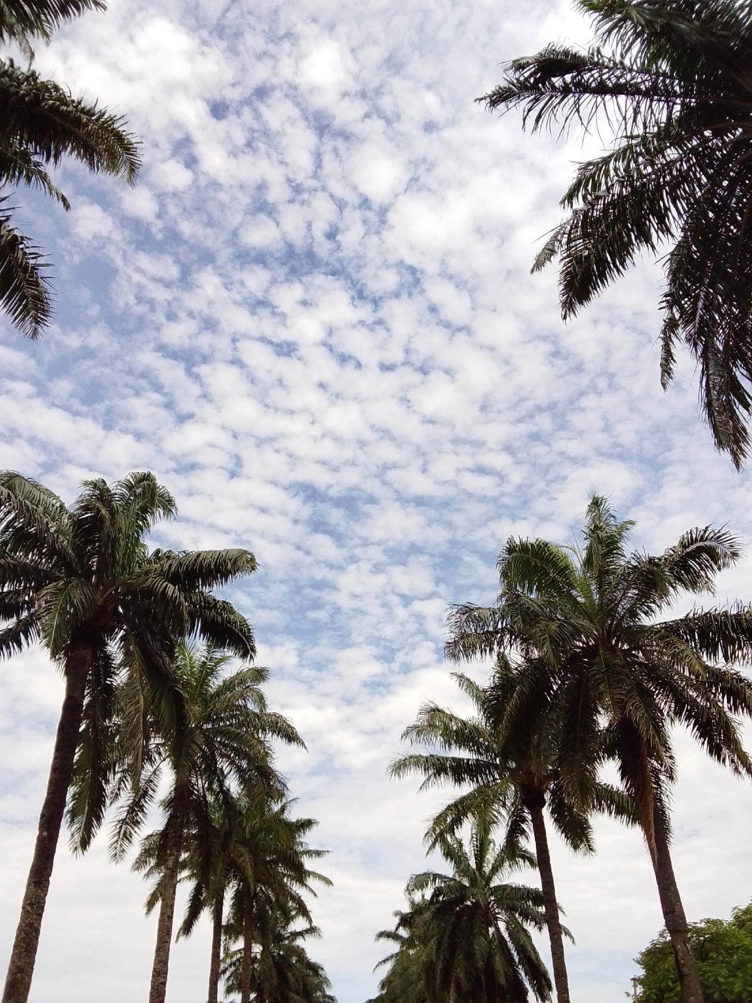 This is a low-angle, full shot image looking up at a line of palm trees against a cloudy blue sky. The palm trees are tall and slender, with dense fronds that create a natural frame for the sky. Some of the trees are in sharp focus, while others are slightly blurred, creating a sense of depth. The sky is a vibrant blue, filled with scattered white clouds that are illuminated by the sun. The image appears to have been taken in the city of Serti, Nigeria, a location known for its lush vegetation and tropical climate. The scene evokes a sense of tropical serenity and natural beauty.