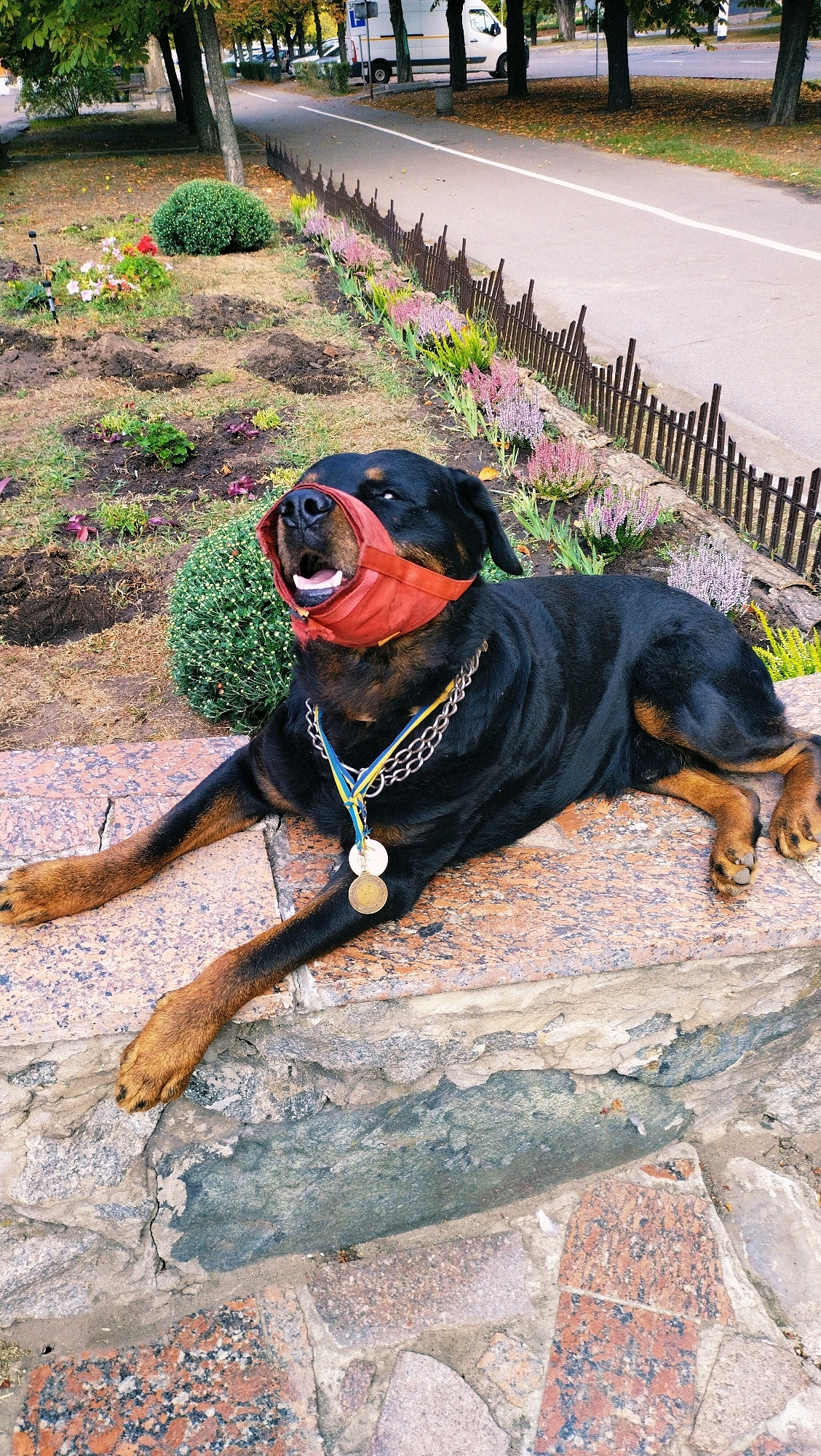 A Rottweiler dog lies on a stone ledge in Horishni Plavni, Ukraine. The dog is wearing a red muzzle and a chain collar with two medals. Behind the dog is a flower bed with colorful flowers and a wooden fence. A paved road with a white line is visible in the background, along with trees and a white van.