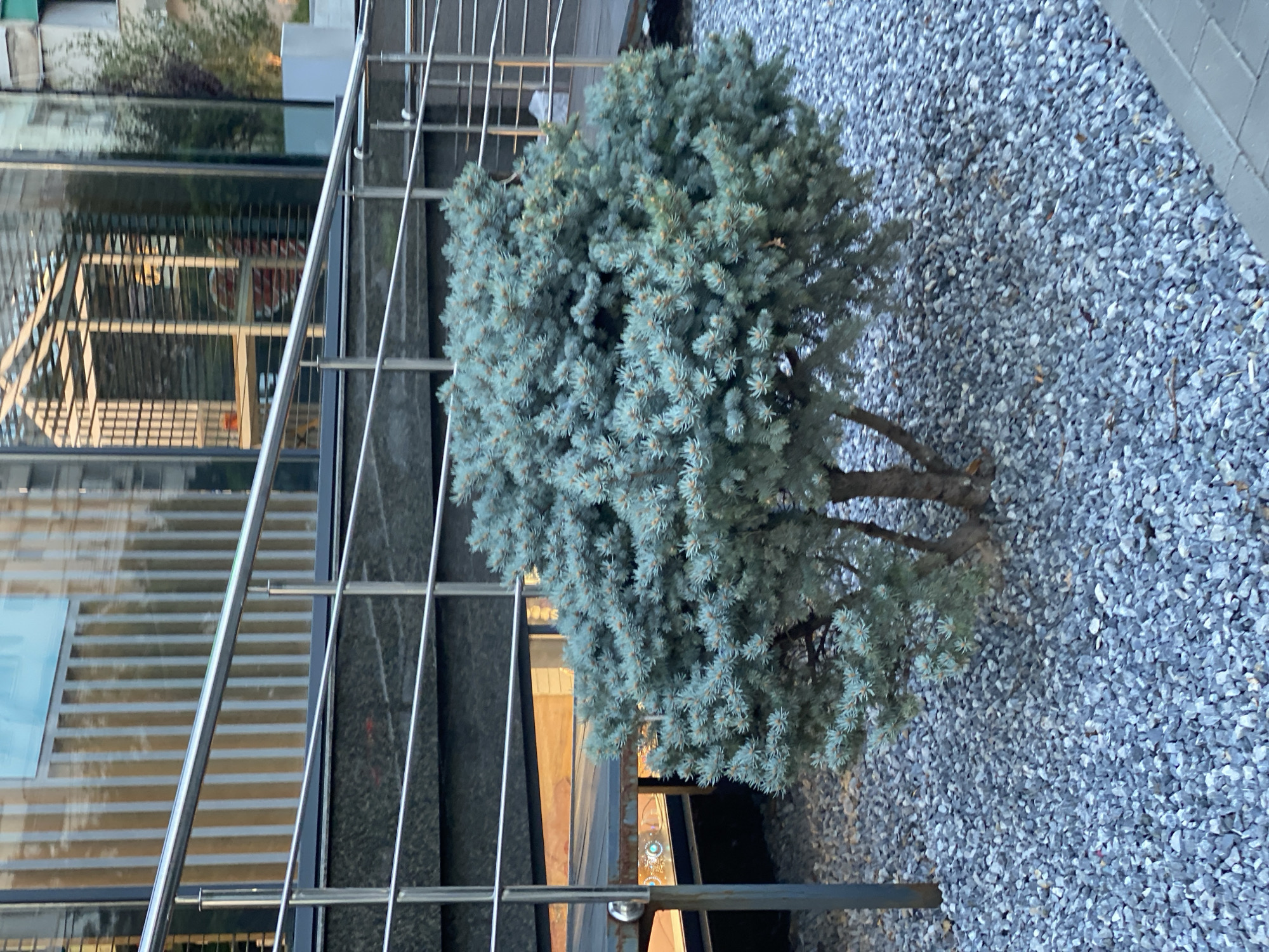 A blue spruce tree is in the foreground, surrounded by gray gravel. Behind the tree is a metal ramp with railings. In the background, a modern building with glass windows reflects the surroundings. The scene appears to be an outdoor area in a city, possibly Chișinău, Moldova, with architectural elements suggesting a commercial or public space. There are no people visible in the image.