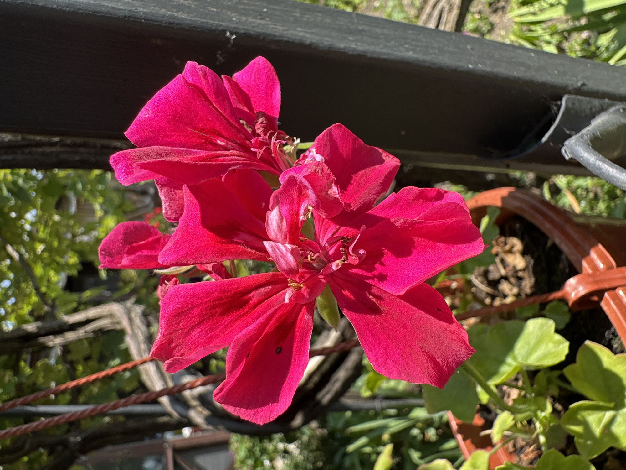 The image shows a close-up of a cluster of bright pink geranium flowers in a terracotta pot. The flowers are in focus, with their petals spread open. In the background, out of focus, are green foliage, tree branches, and a dark vertical post, possibly part of a fence or railing. The lighting suggests it is daytime and sunny. The setting appears to be a garden or outdoor area. There are no people or animals visible in the image. The image does not provide any specific indicators of its location in Yessentuki, Russia.