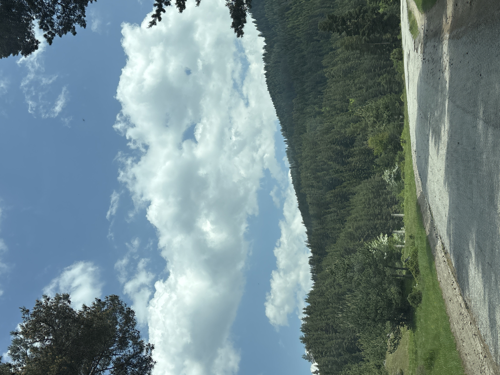 This forensic description details an outdoor scene in Beli Iskar, Bulgaria. The image depicts a mountainous, forested landscape under a partly cloudy, blue sky.
In the foreground, a paved road, appearing to be asphalt, exhibits visible signs of wear, including patches and irregularities on its surface. The road has dirt and gravel shoulders and curves gently towards the right, receding into the distance. Shadows are cast across portions of the road, suggesting a daytime scene with sunlight.
To the left of the road, a vibrant green grassy area is visible, featuring several scattered coniferous trees and some lighter green foliage. Within this grassy expanse, two light-colored, vertical structures, consistent with concrete posts or pillars, are partially obscured by the surrounding vegetation.
The background is dominated by a large mountain or hill densely covered with an extensive coniferous forest, primarily composed of pine and spruce trees, which extends across the entire mid-ground and horizon.
The sky above is a clear blue, punctuated by numerous fluffy white cumulus clouds. In the upper central-right region of the sky, a small, dark, elongated object, consistent with a bird in flight, is observable. Large, dark branches from coniferous trees frame the upper left and upper right corners of the image, partially extending out of frame. No people or vehicles are present in the depicted scene.