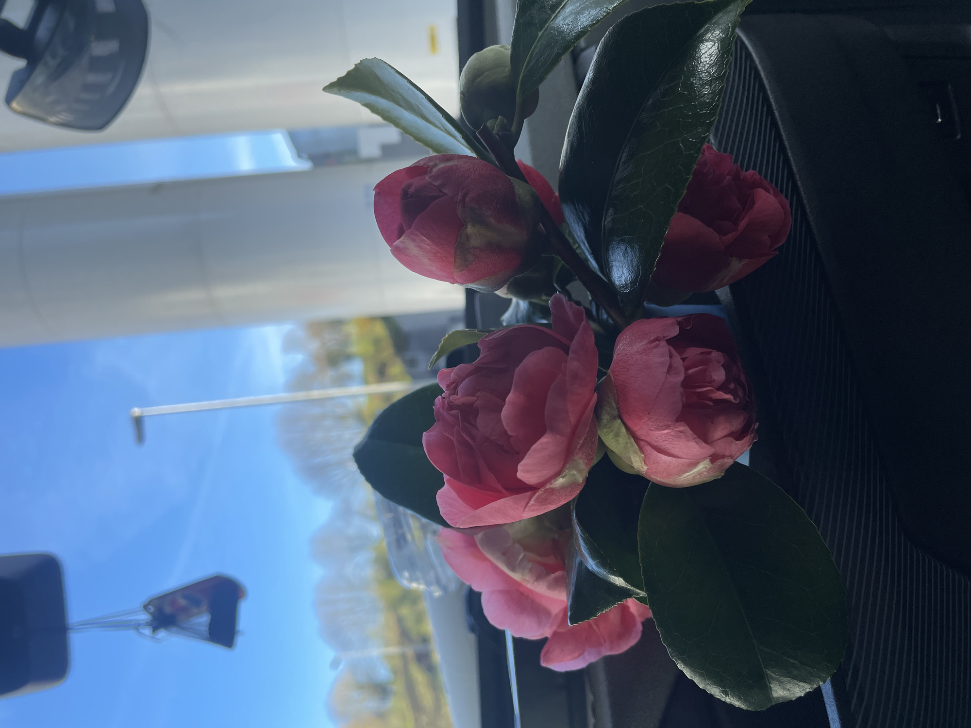The image shows a bouquet of pink camellias with dark green leaves, positioned indoors against a window. Outside the window, the blue sky and blurred foliage suggest an outdoor setting. The scene includes architectural elements, possibly buildings, reflected in the window. A dark object with a ribbed surface is visible, likely part of the interior setting where the flowers are placed. There are no people visible in the image. There is not enough information to confirm the location is the city of Carhaix-Plouguer, France.