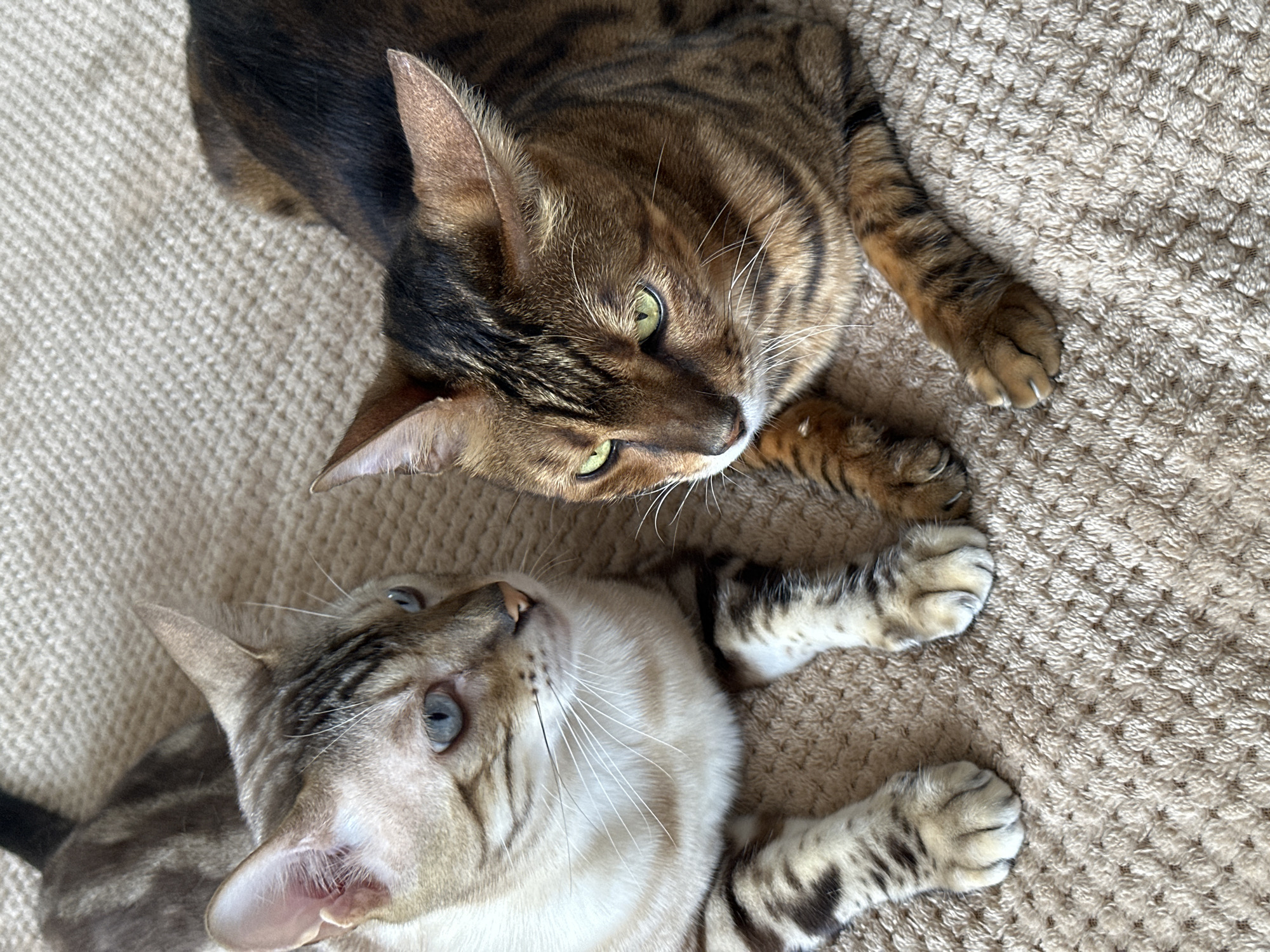 Two Bengal cats are lying on a textured beige carpet. The cat on the left has lighter fur with grey tabby markings and striking blue eyes. Its paws are visible in the foreground. The cat on the right has darker, rich brown fur with black rosettes and green eyes. The scene appears to be indoors, with no visible background elements to indicate a specific location within Gornyi Erik, Russia, or any other city.