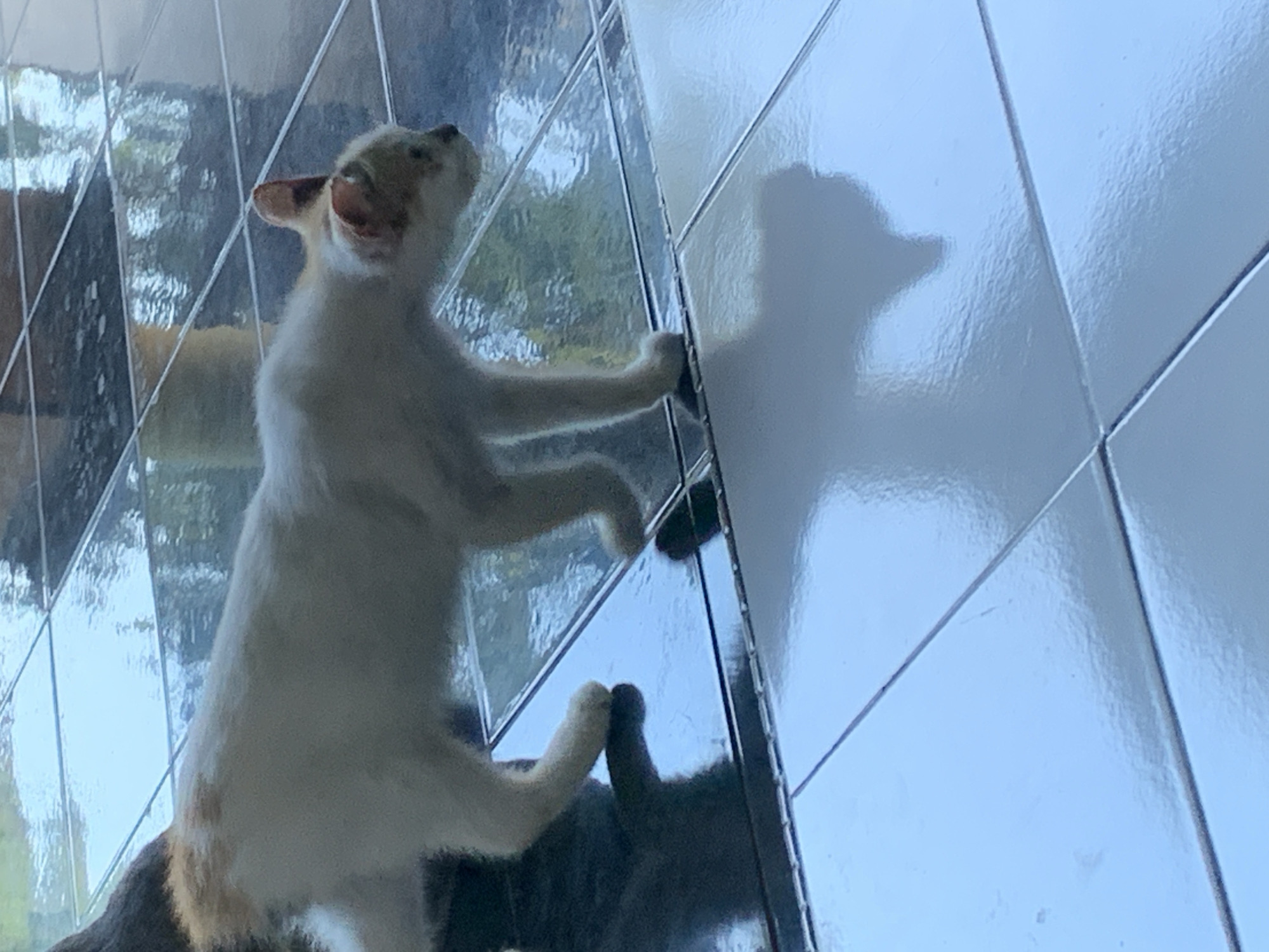 A calico cat with white, orange, and gray markings walks across a tiled floor. The tiles appear to be black and white, and the floor is reflective, showing the cat's shadow. The cat is in profile, facing to the right, and its body is slightly lowered as if it is stalking or observing something. Its ears are perked up, and its tail is not fully visible in the frame. The background is out of focus but appears to be a reflection of an outdoor environment with greenery. The scene is taking place indoors or on a covered patio with a polished tile surface. There is no indication of the city of Jajag, Indonesia.