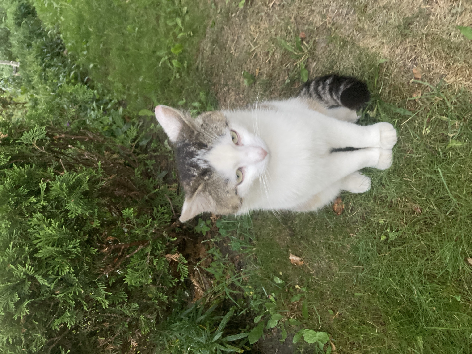 A calico cat is sitting on grass in front of a dense evergreen bush. The cat is facing forward, with its head tilted slightly down. Its fur is white with patches of gray and brown on its head and a striped tail. The grass is a mix of green and dry patches. In the background, more greenery is visible, suggesting an outdoor setting, possibly a garden or park in Матыкальскі сельскі Савет, Belarus.
