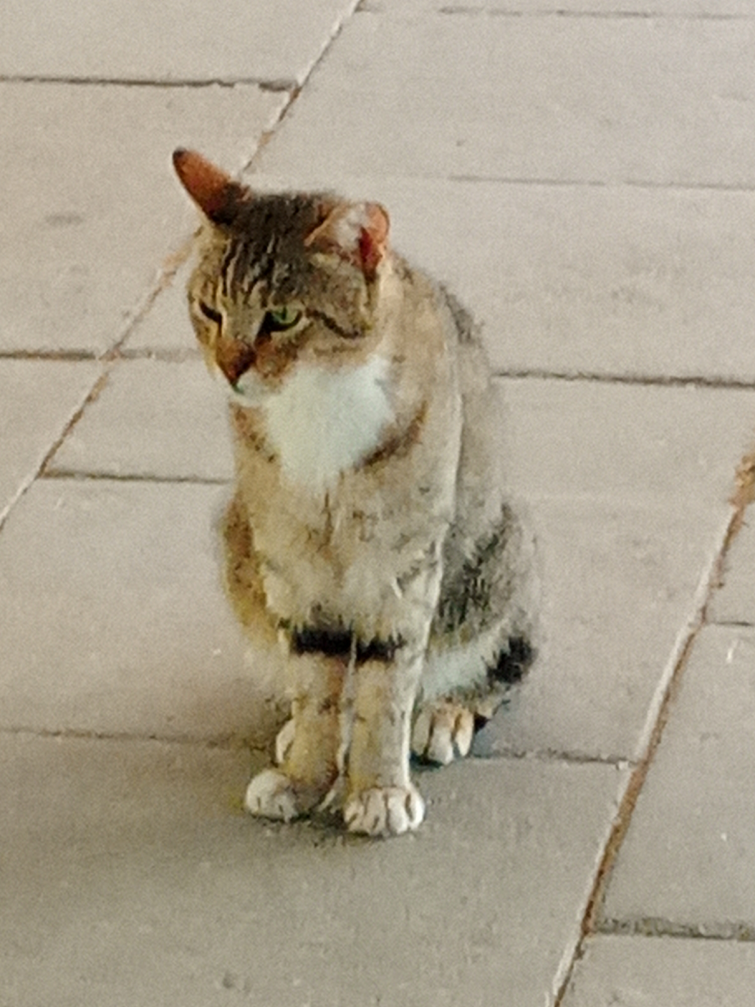 A tabby cat with green eyes and white chest fur sits on a paved walkway made of rectangular gray tiles. The cat is positioned in the center of the frame, facing left with its head slightly tilted down. Its fur exhibits characteristic tabby stripes in shades of brown and black. The walkway appears to be outdoors, possibly in a public area. The image was taken in the city of Lod, Israel.
