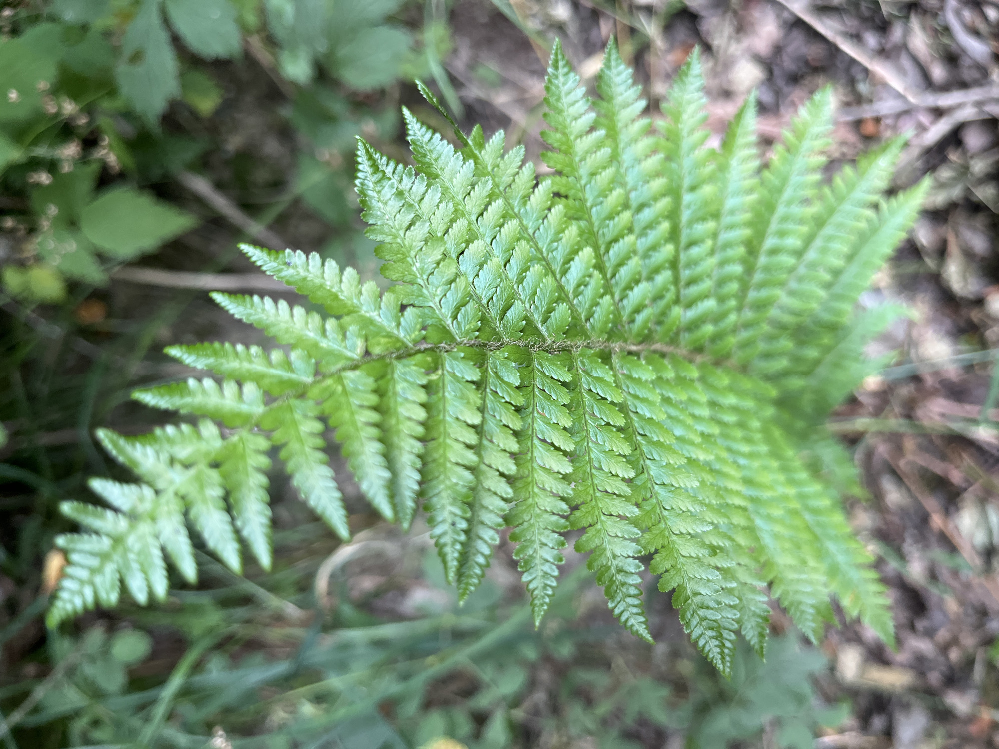 This is a close-up, high-angle, eye-level shot of a vibrant green fern frond in Saint-Vith, Belgium. The fern is the primary subject, with its intricate, feathery leaves extending diagonally across the frame from the bottom left to the top right. The background is softly blurred, revealing hints of a natural environment with other green foliage and earthy tones suggesting a forest floor or undergrowth. There are no people or animals visible in the image, and no specific landmarks of Saint-Vith are discernible. The lighting is natural and diffused, highlighting the texture and dew drops on the fern's leaves.