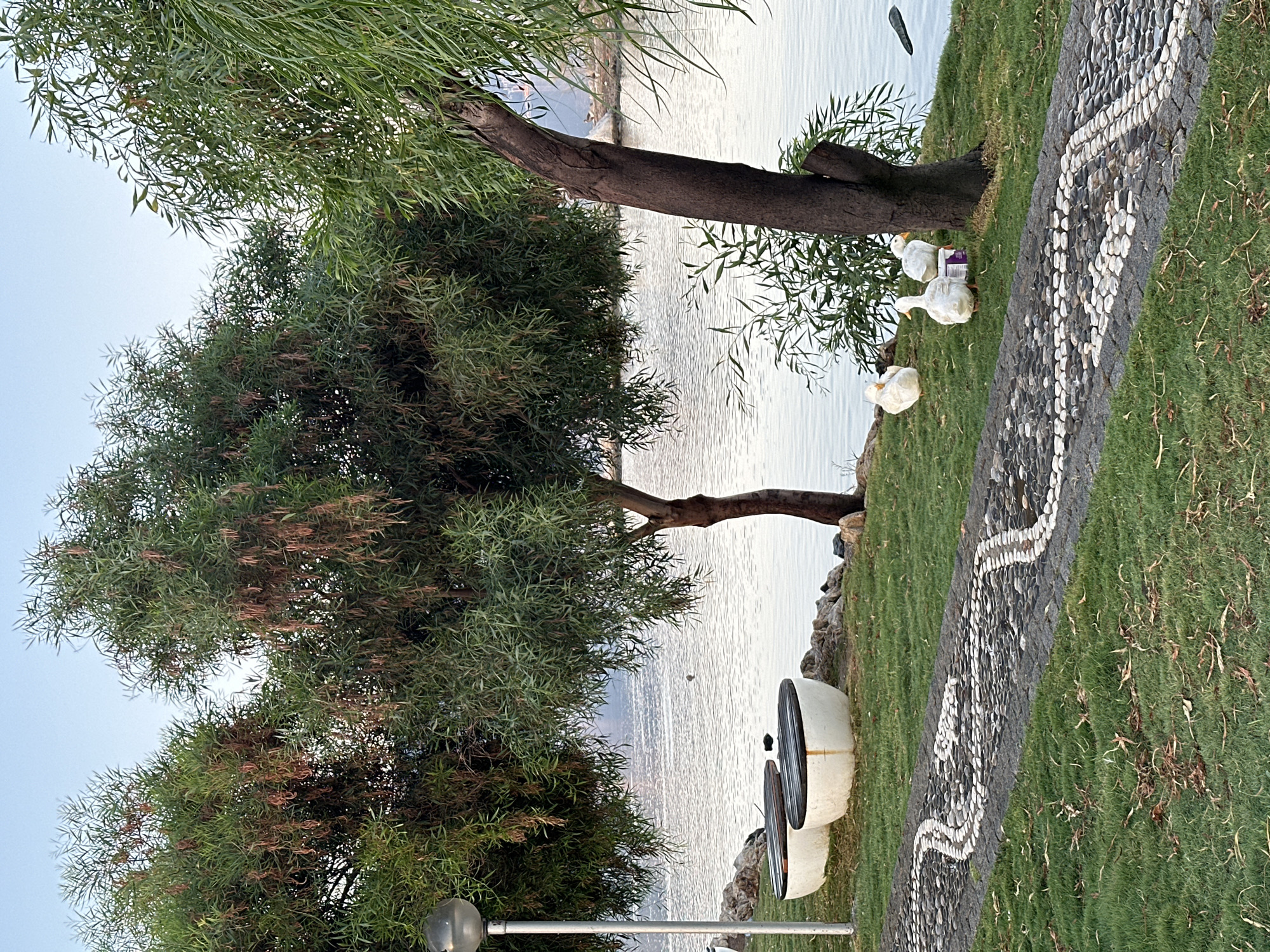 The image depicts a serene waterside park scene in Fethiye, Turkey. In the foreground, a curved pathway made of dark and light pebbles meanders across a lush green lawn dotted with fallen leaves. Two white, egg-shaped benches with dark slatted tops are positioned on the grass to the left of the path. A tall, modern lamppost stands behind the benches.
Dominating the midground are several trees with wispy, green foliage and dangling seed pods, casting shadows on the grass. Their branches reach towards the calm, grey water of a bay or lake that occupies the background.
On the grassy area near the water's edge, three white ducks are present. One duck is standing facing left, while two others are grouped together, one facing the viewer and the other facing away. They are situated near the base of a dark, sturdy tree trunk to the right. A small, purple bucket is visible near the ducks. The water in the background is still, reflecting the soft light of what appears to be early morning or late evening. The sky above is a pale, clear blue.