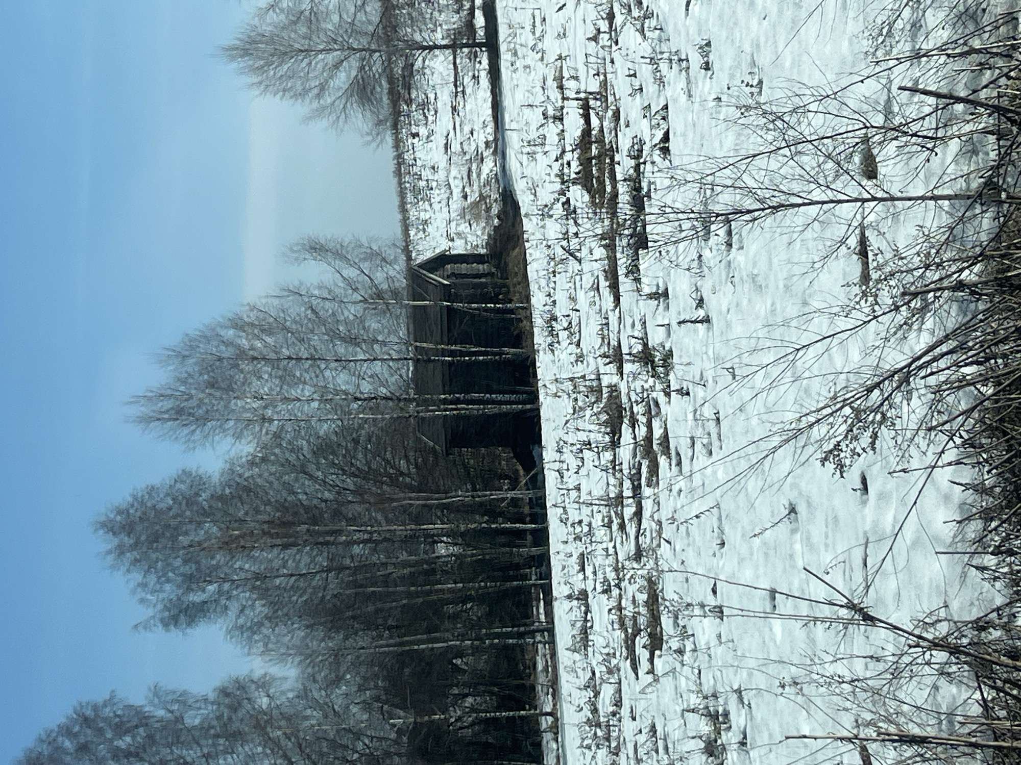 The image displays a winter or early spring rural landscape in Zubovo, Russia, under a clear blue sky. The foreground consists of a snow-covered field exhibiting numerous patches of dry, light-brown plant stubble protruding through the snow. In the midground, a dense line of tall, bare deciduous trees, characterized by slender trunks, stands before a darker, wooded area. Partially visible behind these trees and slightly to the right is a small, dark wooden structure with a sloped roof. To the far right, a snow-covered incline or hill rises, sparsely populated with additional bare trees. No individuals, animals, or active interactions are present in the scene. The lighting suggests natural daylight.