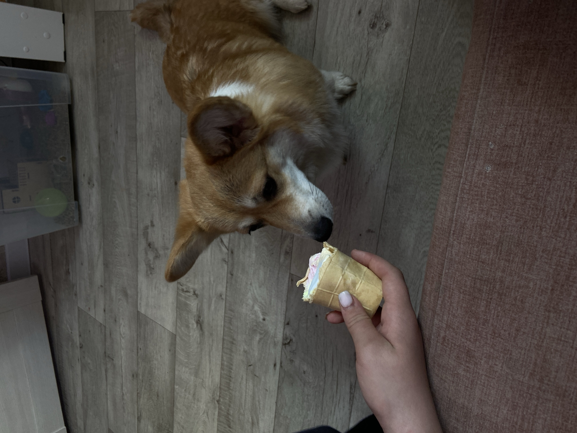 A corgi dog stands on a light gray wood-patterned floor, looking up at a hand holding an ice cream cone. The dog is mostly tan with white markings on its face and chest. The hand belongs to a person sitting on a brown couch, only the hand and part of their arm are visible. The ice cream is pink and white, served in a light tan waffle cone. To the left of the dog, there are white storage containers with some items visible inside. This scene is taking place indoors. I am unable to confirm that the location is Chaikovsky, Russia from the visual data provided.