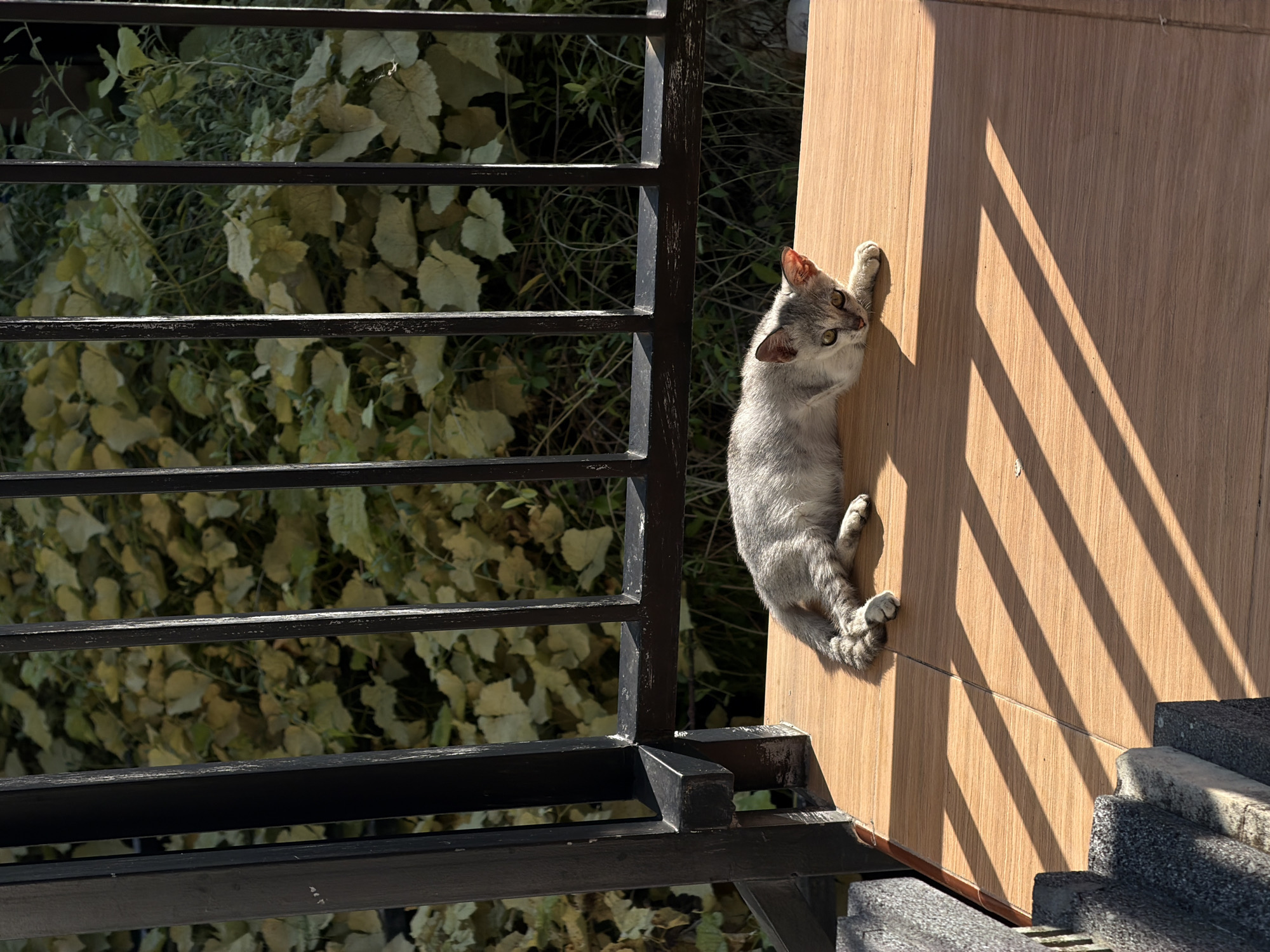 A small, slender tabby cat is captured clinging vertically to a light brown wooden wall in an outdoor setting in North Kuta, Indonesia. The cat, primarily light grey with faint darker markings, stretches upwards with its front paws gripping the wall, and its hind legs also pressed against the surface. Its head is turned to look upwards and slightly to the left, with alert, wide, light amber-green eyes.
The scene is bathed in bright sunlight, indicated by the strong, distinct shadows cast. Prominent parallel shadows from a black metal railing fall across the wooden wall and partially over the cat's body, creating a striking visual pattern. Beyond the railing, lush green foliage with broad leaves is visible, suggesting a garden or natural area. In the lower right corner, rough grey stone or concrete steps are partially visible. The wooden wall appears to be made of planks or tiles with a visible wood grain texture. The cat's posture suggests it is either climbing, playing, or simply holding onto the wall out of curiosity. The time of day is clearly sunny, likely morning or late afternoon, given the sharp angles of the shadows. There is no visible text in the image.