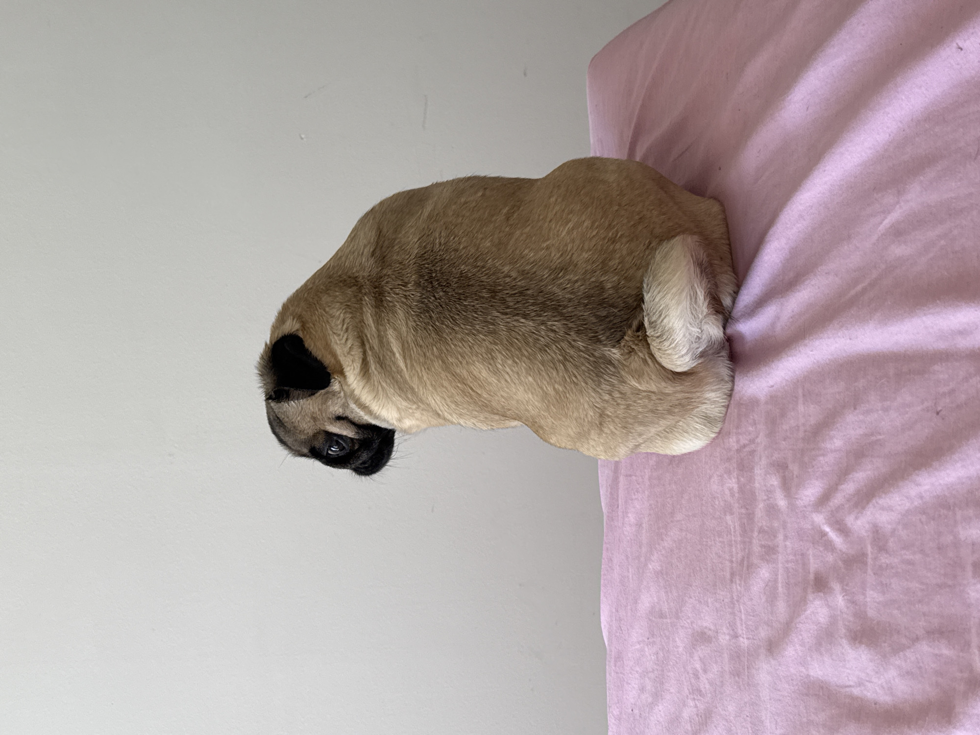 This media file shows a pug dog curled up on a pink blanket. The pug is mostly fawn-colored with black markings around its face. Its eyes are dark and appear to be looking down. The dog is lying on its side, with its tail curled over its back. The blanket is wrinkled and appears to be made of a soft material. The background is a plain, light-colored wall. The image is taken from a slightly elevated angle, looking down at the dog. There is no visible text in the image. The lighting suggests it is daytime, but there are no other clues about the time of day, weather, or specific location. The overall impression is one of a relaxed or sleepy dog in a comfortable indoor setting.