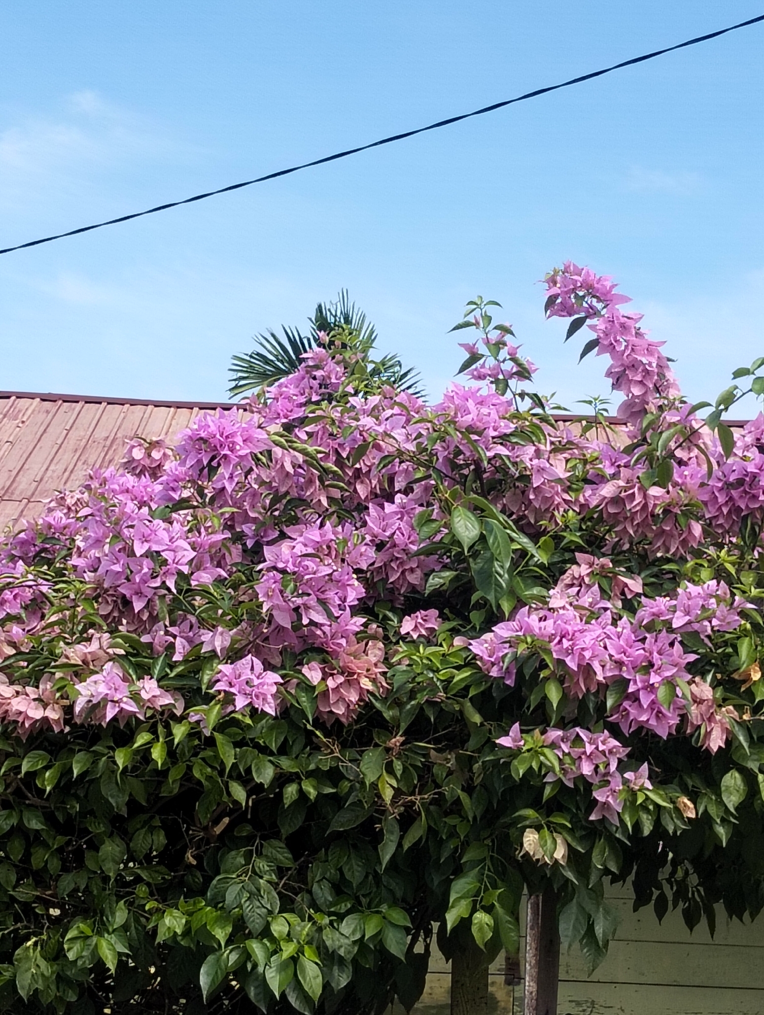 This image captures a vibrant bougainvillea bush in full bloom, with clusters of pink and purple bracts cascading over lush green foliage. The bush is situated in front of a weathered wooden structure, possibly a house or shed, painted a light green. A section of a red-tiled roof is visible above the foliage, suggesting an outdoor setting, likely in a residential area. A dark power line stretches diagonally across the bright blue sky, which appears clear and cloudless, indicating fair weather. The lighting suggests it's daytime, likely late morning or early afternoon, with the sun casting a bright glow on the scene. The overall impression is one of natural beauty and tranquility, characteristic of a tropical environment like Cottrueng, Indonesia. There is no visible text in the image.