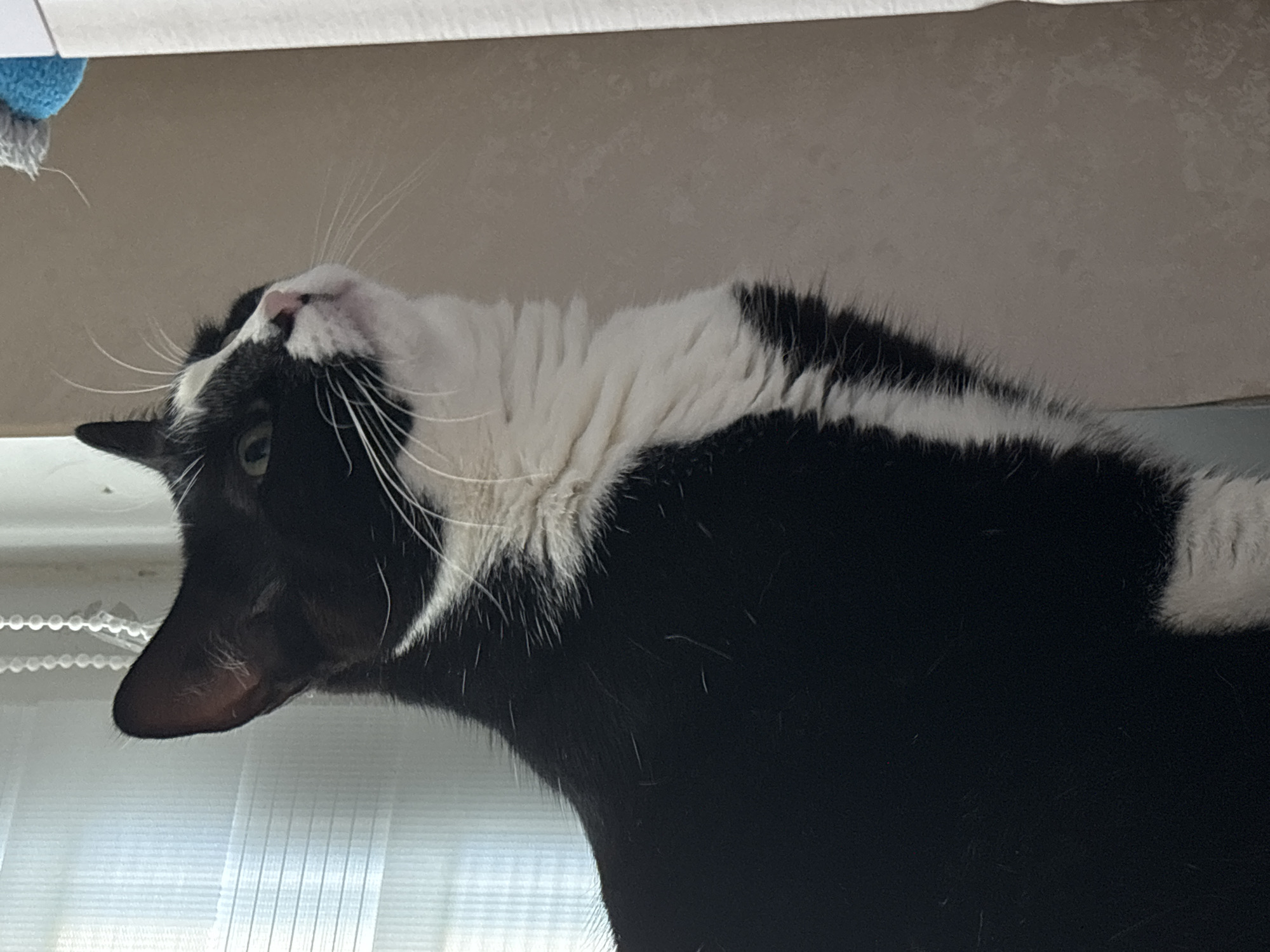 A black and white cat is looking up and to the right, possibly at a toy, in a dimly lit room. The cat's ears are perked, and its whiskers are fanned out. The background consists of vertical blinds and a wall. There is no indication of the location in Saint Petersburg, Russia.