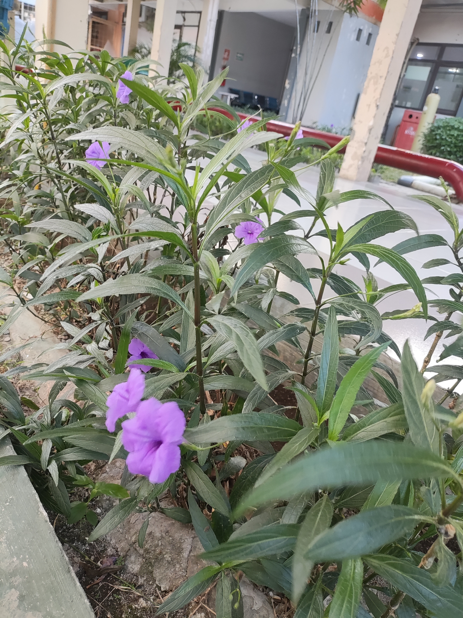 The image depicts a close-up view of flowering plants with vibrant purple blossoms and green foliage. The plants are situated outdoors, likely in a garden or landscaped area. In the background, elements of an urban environment are visible, including a building with beige and white walls, windows, and a large red pipe. The presence of what appears to be a fire extinguisher on a wall further suggests an institutional or commercial setting within a city. While the specific location within Cirebon, Indonesia, is not explicitly identifiable from the image alone, the architectural style and the visible urban infrastructure are consistent with such a setting. No people are present in the frame, and the focus is solely on the natural elements and the surrounding man-made structures.
