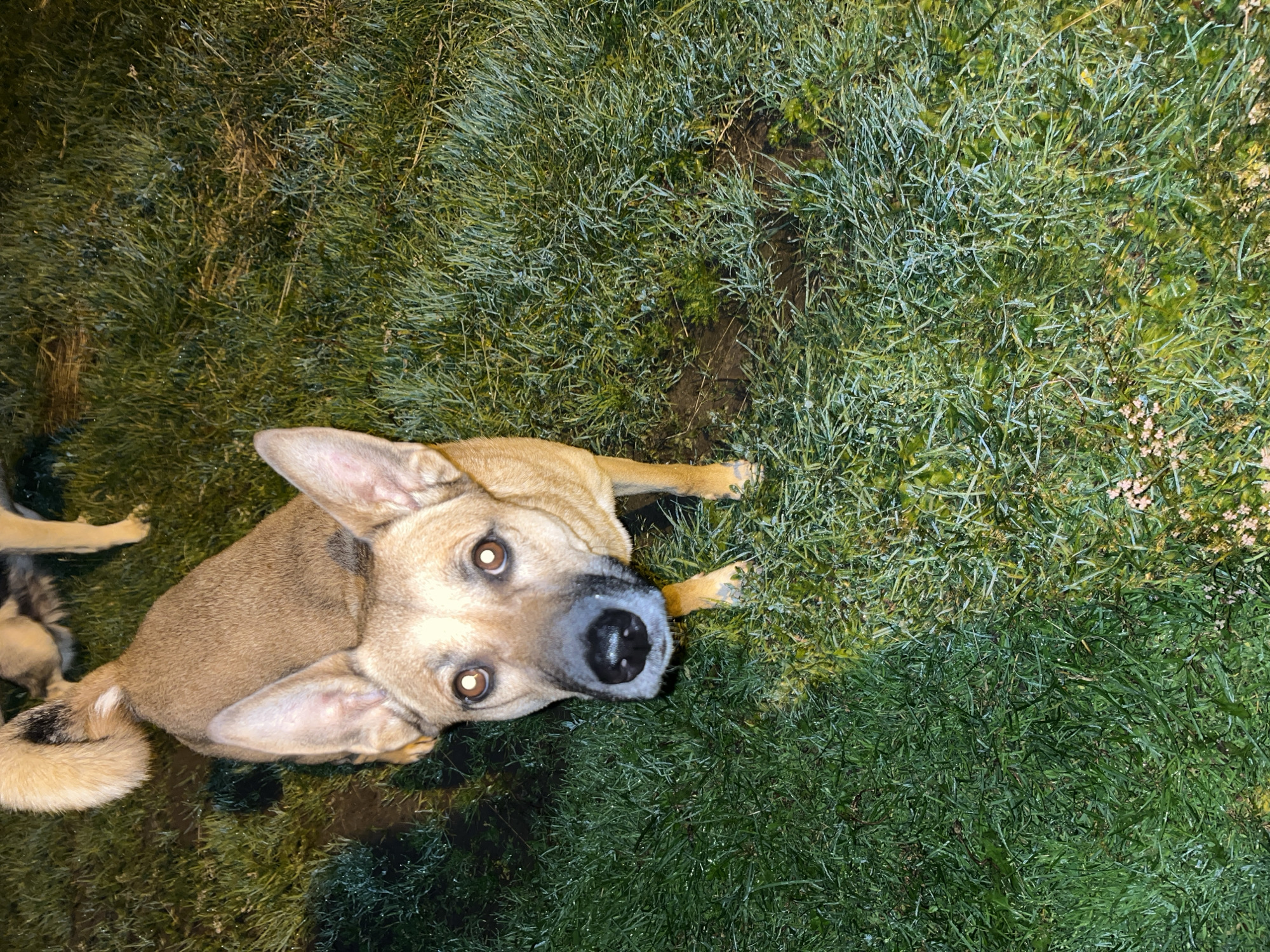 A brown dog with large ears lies on green grass, looking up at the camera. The dog's eyes are wide open, and its nose is black. The grass appears to be wet, with some patches of mud visible. In the background, another dog's head and paw are partially visible. The lighting suggests it may be nighttime or dusk. The setting appears to be an outdoor grassy area, possibly a backyard or park. There is no visible text in the image. The overall impression is of a curious and attentive dog.