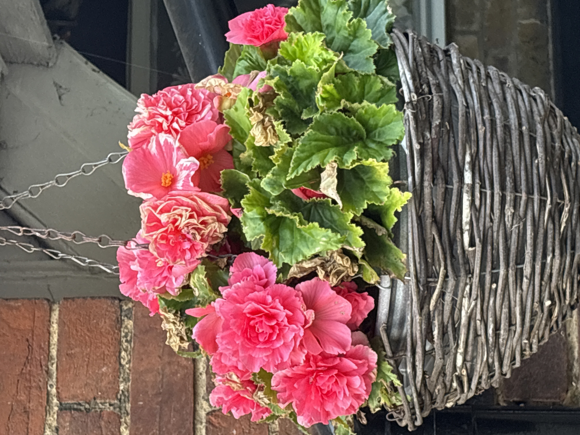 The image displays a hanging basket filled with vibrant pink begonias, suspended by a metal chain. The basket is woven from natural, weathered branches. The plant features lush green foliage, with some dried brown leaves interspersed. Behind the basket, a textured red brick wall is visible on the left, and a dark, slightly blurred background occupies the right side of the frame, suggesting an outdoor setting. The overall scene is a close-up of a floral arrangement.
