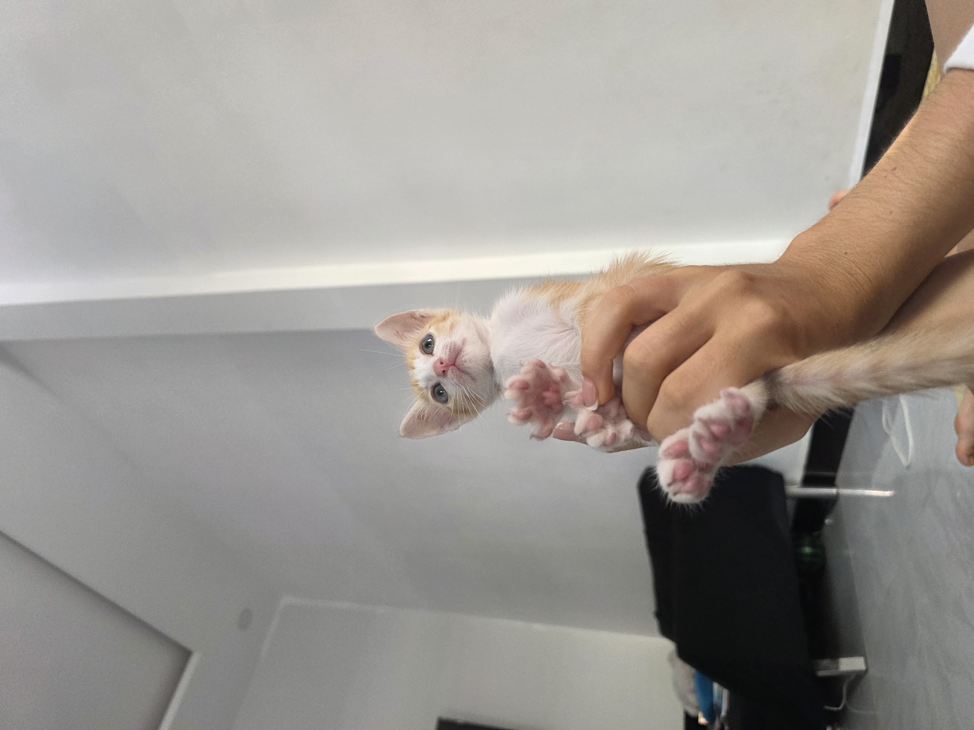 A kitten is being held in someone's hands. The kitten is predominantly white with patches of orange fur. It has small, pink toe beans on its paws. The background includes a white ceiling and wall, a black object (possibly a chair or piece of furniture), and an unidentified metallic object attached to the wall. The setting appears to be indoors. The location is Mũi Né, Vietnam.