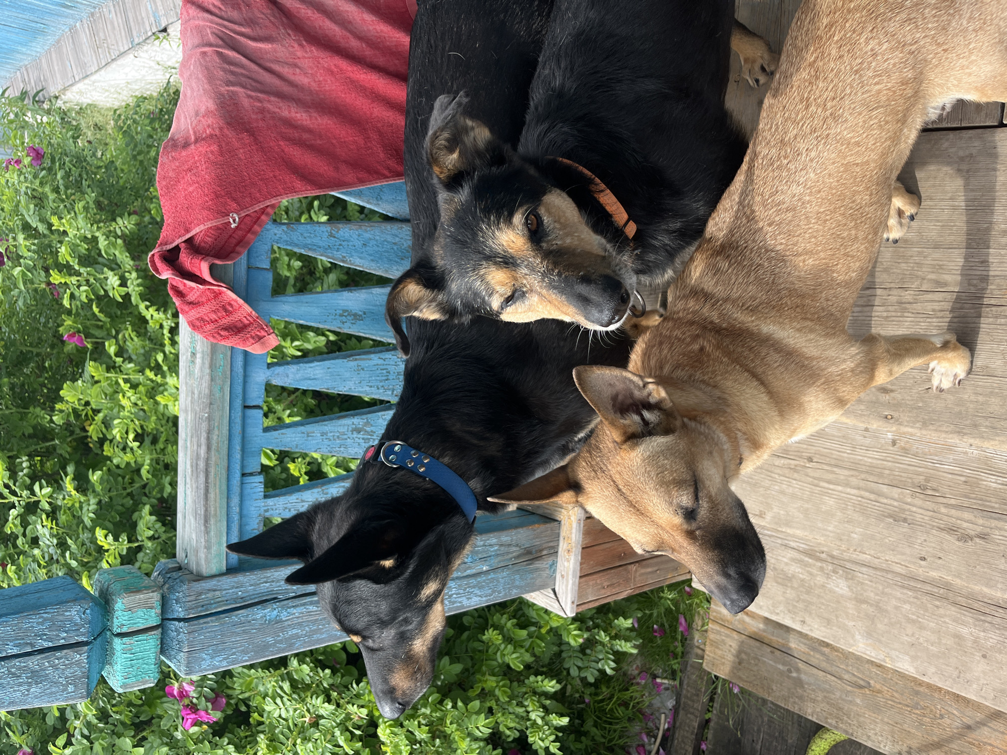 Three dogs, two black and one tan, are positioned on a wooden porch. The black dogs are behind the tan dog, with one black dog partially visible in the background. The tan dog is in the foreground, facing to the left with its eyes closed. The black dog in the middle is looking to the right with its eyes partially closed. The third black dog is mostly obscured by the other two. All dogs appear to be wearing collars. A blue wooden railing is visible behind the dogs, with a red towel draped over it. Lush green foliage and pink flowers are seen in the background. The scene is outdoors, suggesting a sunny day.