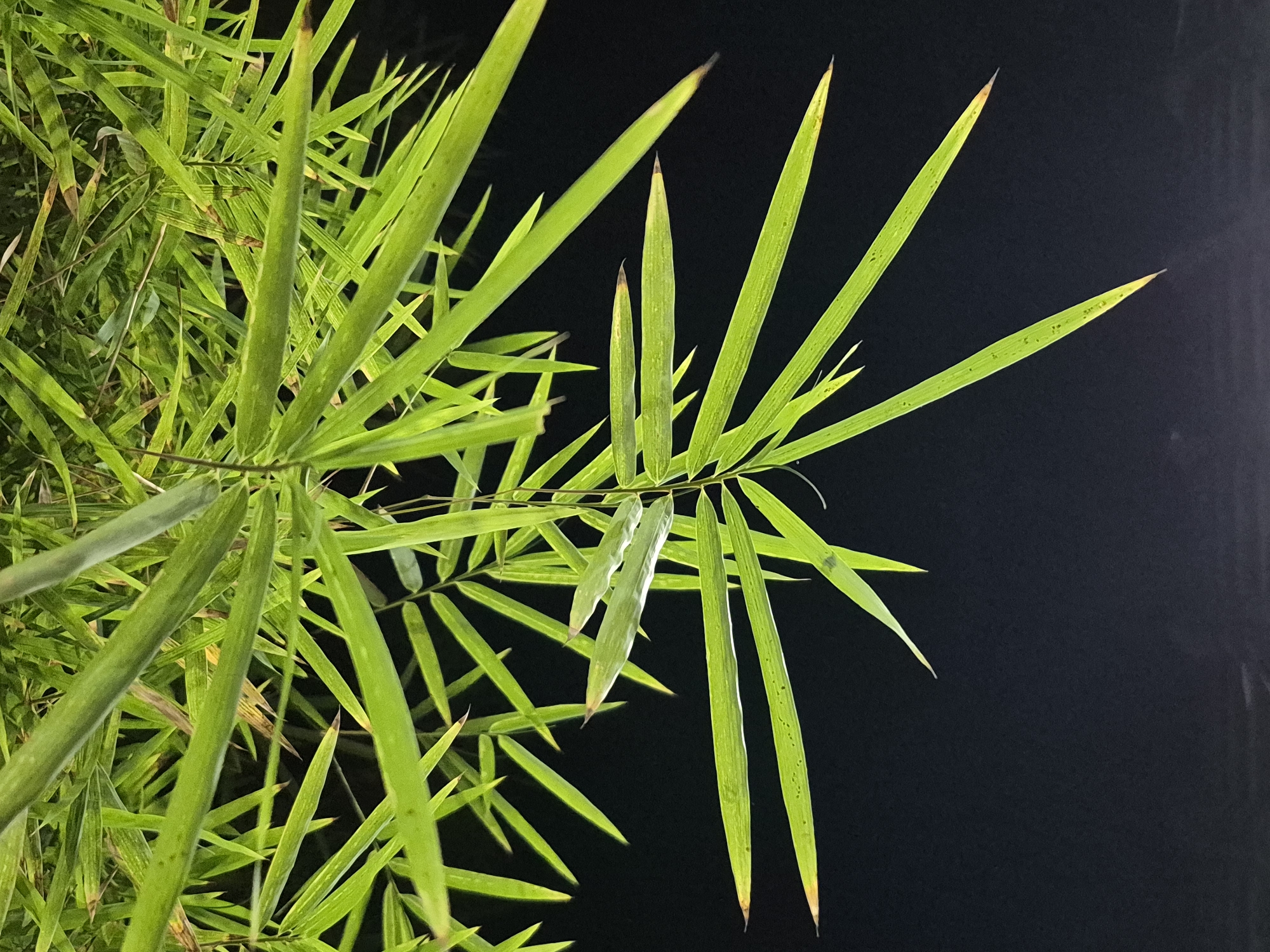 The image presents a close-up, vertical shot of vibrant green bamboo leaves against a dark, featureless background, strongly suggesting a nighttime setting. The leaves are brightly illuminated, likely by an artificial light source, creating a stark contrast with the surrounding darkness.
The primary subjects are the numerous slender, pointed bamboo leaves, fanning out from central stems. The leaves exhibit a range of green hues, from a bright, almost lime green where the light catches them directly, to slightly darker tones in shadowed areas. Many of the leaves, especially those prominently displayed against the dark background, have yellowish or light brown tips, possibly indicating natural variations or early stages of drying. Some leaves show faint, darker stripes or veins along their length.
No specific activity or event is taking place; the image is a static botanical capture. The composition emphasizes the intricate arrangement and delicate structure of the bamboo foliage. The dark background helps to isolate and highlight the leaves, giving them a luminous quality. The depth of field appears shallow, with some leaves in sharp focus while others are slightly blurred, creating a sense of depth within the dense foliage.
Notable details include the clear indication of nighttime due to the dark background and the focused artificial lighting on the leaves. The location context is Lhokseumawe, Indonesia. There are no people, other objects of significance, or any visible text in the image.
