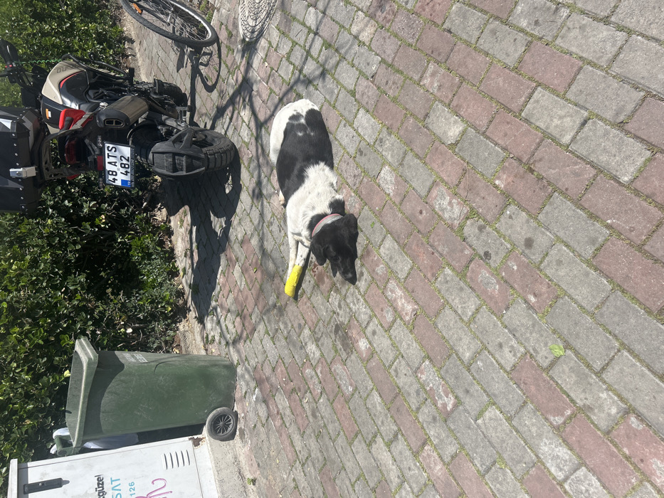 The image shows a black and white dog lying on a brick pathway in İzmir, Türkiye. The dog is resting on its side with its head turned to the left. It has a yellow bandage on its front leg. The dog is lying in the shade of a motorcycle parked to the right. The motorcycle has a license plate that reads "48 ATS 482." There is a green trash can to the left of the dog. The background of the image is a brick wall with a metal box on the left and green bushes on the right. The brick pathway is made of alternating gray and red bricks and has some grass growing between the cracks. The image was taken near the coordinates 38.46, 27.091.