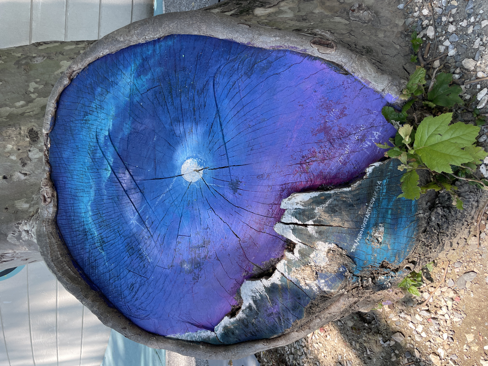 An overhead shot captures a vibrant, artistically painted tree stump situated outdoors in Sochi, Russia. The central subject is the circular cross-section of a tree stump, transformed into a piece of art. Its surface features a striking gradient of blues and purples, starting with a bright, almost white-blue center that radiates outwards, transitioning into deeper blues and then rich purples towards the periphery. The natural radial cracks and wood grain of the stump are still visible beneath the paint, adding texture to the cosmic or eye-like depiction.
The unpainted, rugged bark edge of the stump, colored in shades of grey and brown, frames the painted interior. Around the stump's base, the ground consists of loose dirt and small stones, with fresh green leaves and small plants sprouting, particularly noticeable on the right side of the image. Hints of light-colored paving or a wall can be seen in the background, suggesting a park, garden, or roadside location.
The scene is brightly illuminated, indicating it is daytime with clear weather. The artwork suggests a creative embellishment of a natural element. On the lower right quadrant of the painted stump, near a chipped or unpainted section, faint white text is visible. It reads: "T.ME/VERONIKATARTAKOVSKAYA," likely a credit or contact for the artist.