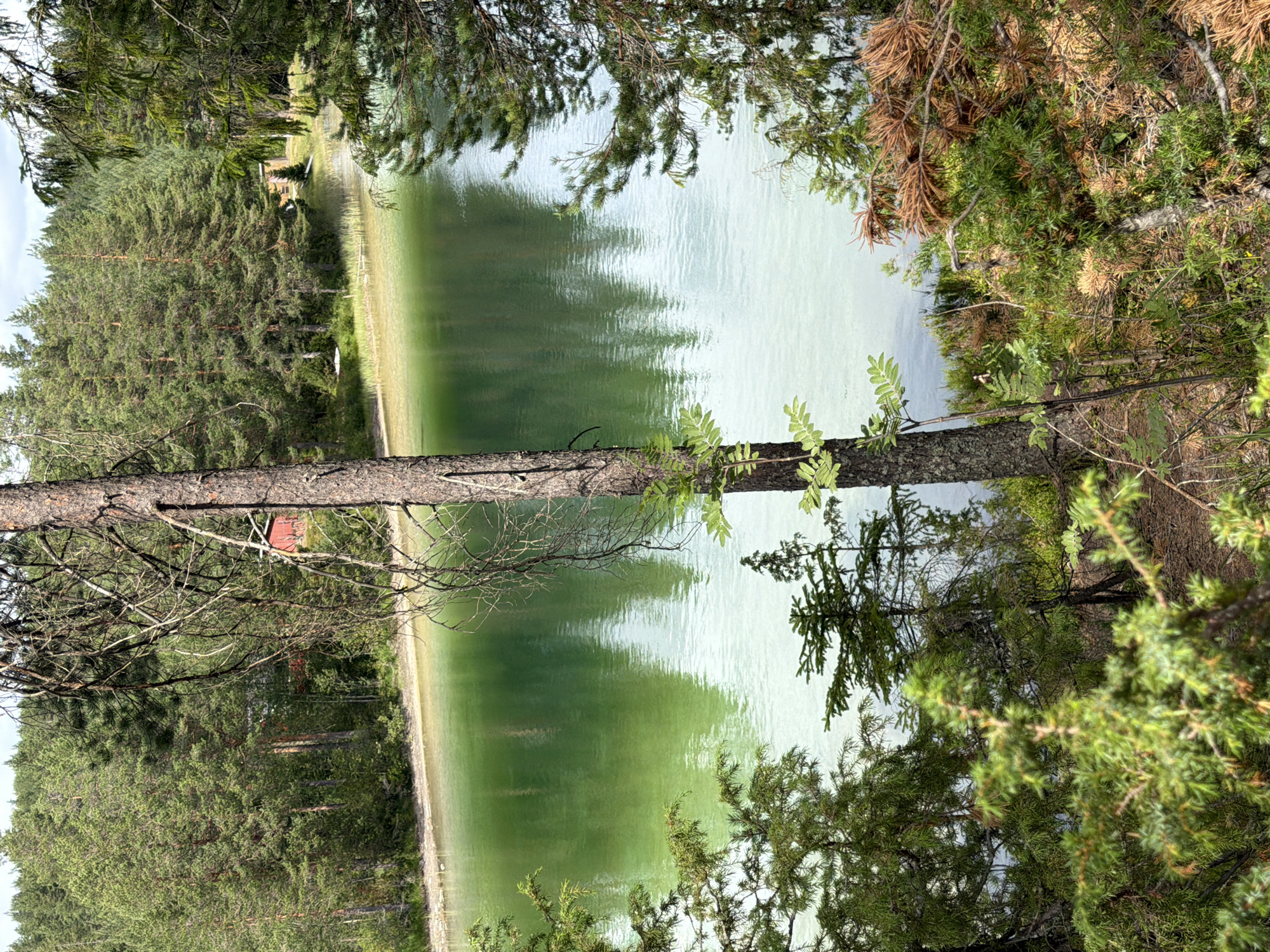 The image shows a view of a tranquil lake surrounded by a dense forest. In the foreground, there is a tree with dry branches and some green foliage. The lake's water is a vibrant green, with reflections of the trees visible on its surface. The shoreline is lined with sparse vegetation and sand. In the background, a red building is partially visible through the trees on the opposite side of the lake. The sky is overcast with some patches of blue. The scene is characteristic of a natural landscape in a rural or forested area. The location is identified as Heistadmoen, Norway.