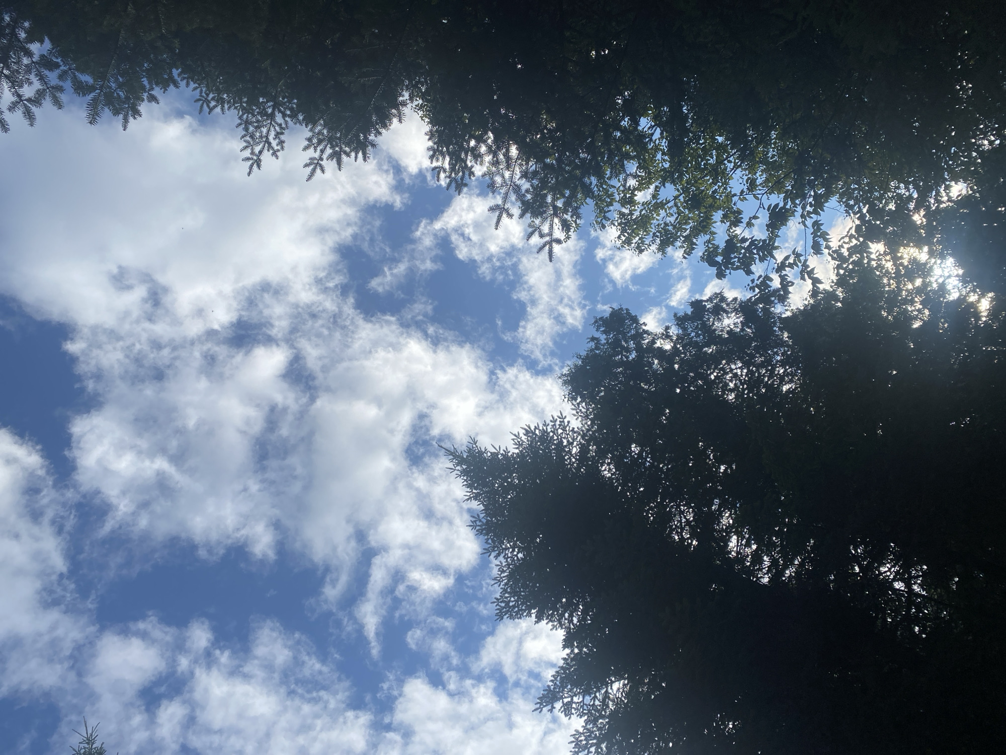 The image shows a low-angle view looking up through the canopy of dark evergreen trees towards a blue sky with scattered white clouds. Sunlight filters through the branches, creating bright patches and some lens flare. The trees frame the sky, with their dark silhouettes contrasting against the lighter clouds and sky. The scene appears to be outdoors, in a natural setting with dense foliage. The image has a vertical orientation. Based on the context provided, the location is Saint-Gabriel-de-Valcartier, Canada.
