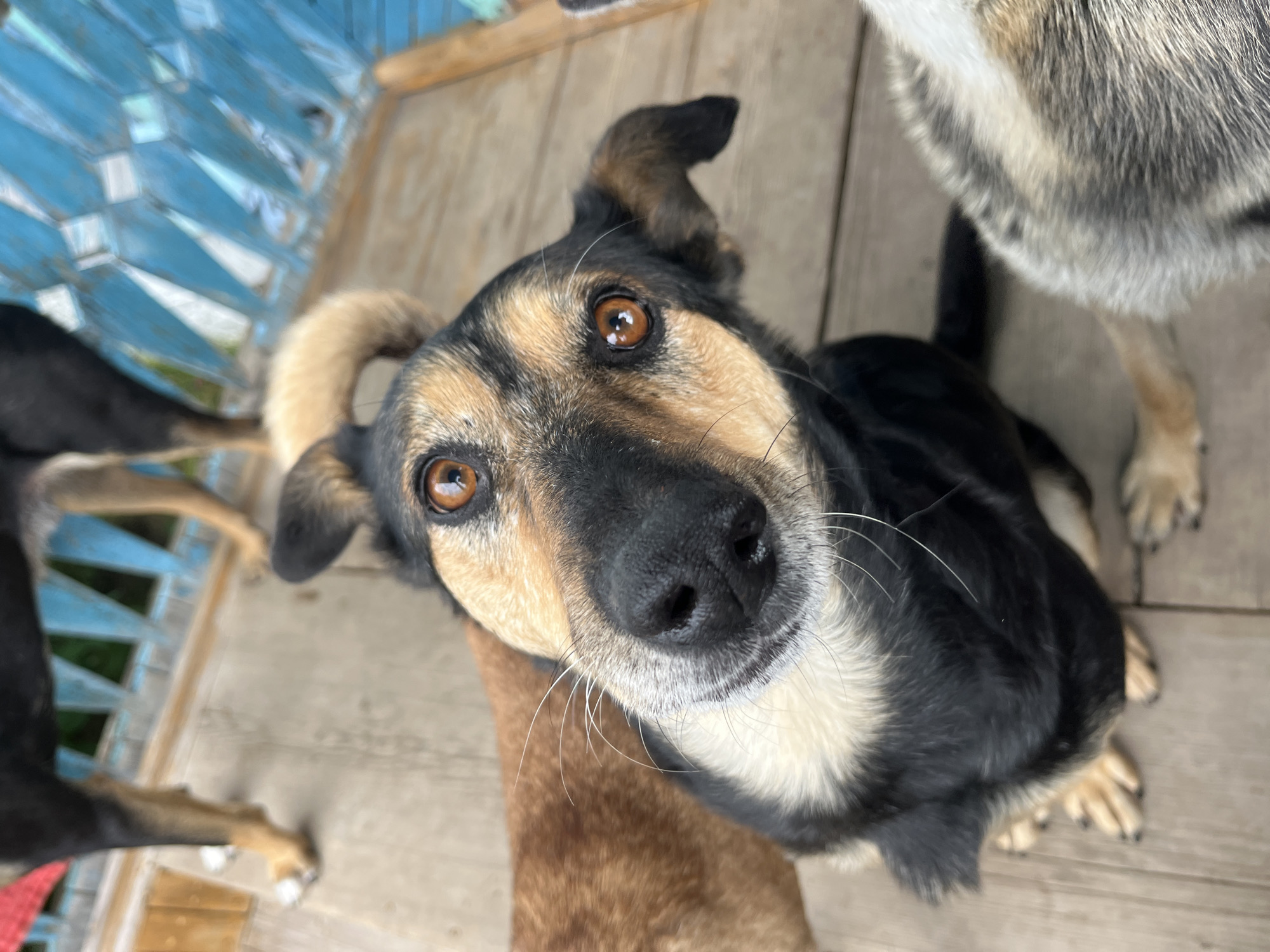 A close-up, eye-level shot shows the head of a medium-sized dog with brown and black fur. The dog's head is tilted, and its large, brown eyes are looking directly at the camera. Its nose is black, and it has long, white whiskers. The dog has a lighter colored chest and a curled tail that is visible in the background. Behind the main subject, other dogs are partially visible, including one with brown fur and another with grey and white fur. The dogs are standing on a wooden deck, and in the background, a blue, wooden railing can be seen. The overall lighting suggests it is daytime.