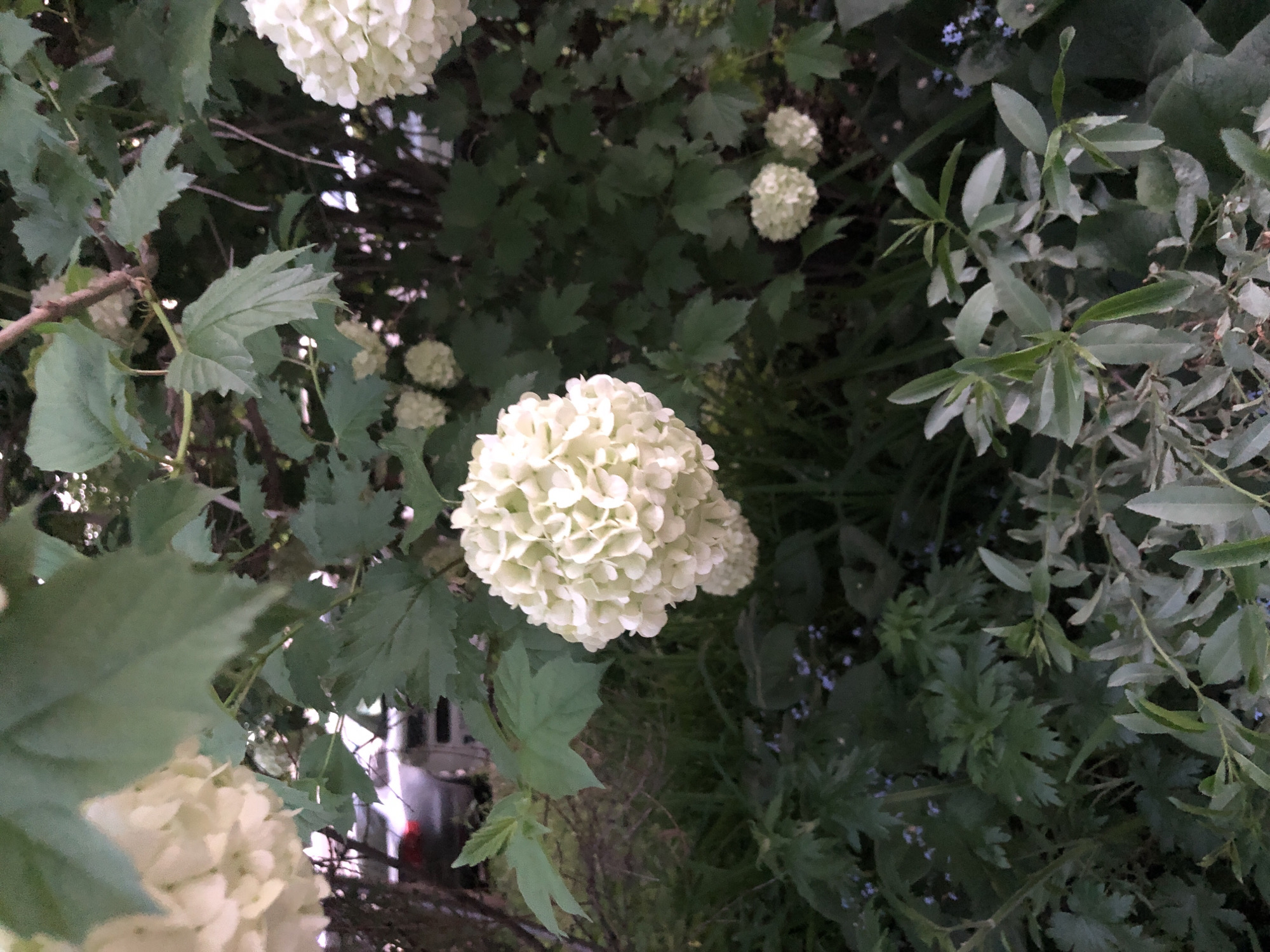 This is a close-up, downward-angled shot dominated by large, spherical clusters of white flowers and various green foliage. The prominent flowers appear to be Snowball Viburnum (*Viburnum opulus* 'Roseum') or a similar variety, characterized by their dense, globe-like shape, formed by numerous small, tightly packed white florets. At least three significant flower clusters are clearly visible, with more smaller, out-of-focus clusters scattered throughout the background.
The leaves associated with the main white flowers are broad, lobed, and medium green. Interspersed with these are other types of foliage: to the right, there are slender, elongated, silvery-green leaves, suggesting a different species of plant, possibly a willow or olive-leafed shrub. In the deeper background, especially towards the lower right, additional plants with more finely divided, fern-like green leaves are visible, along with hints of tiny, delicate blue flowers, possibly forget-me-nots.
The scene is an outdoor garden or a naturalized area with dense vegetation. The lighting is soft and diffused, suggesting either an overcast day or the muted light of late afternoon or early evening. There are no harsh shadows. Through gaps in the foliage, particularly on the left side, faint glimpses of what appears to be a structure or building with reflective surfaces are discernible in the blurry background. No specific activity is taking place, and there is no visible text in the image.