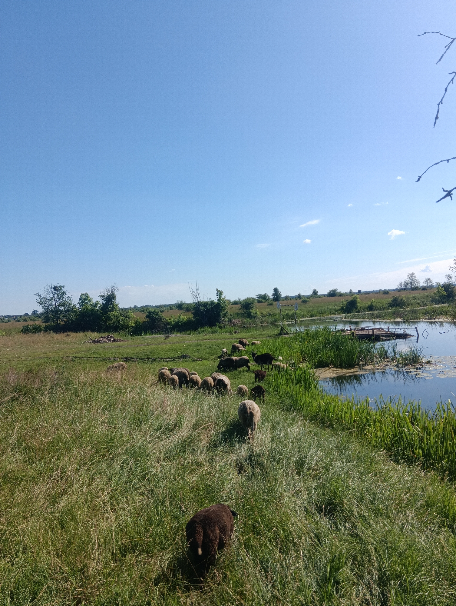 An outdoor, eye-level, wide shot captures a flock of sheep grazing in a grassy field beside a body of water. The sky is clear and blue, with a few wispy white clouds. The field is lush and green, with tall grass in the foreground and shorter grass in the middle ground where the sheep are gathered. A dark brown sheep stands alone in the foreground, facing away from the camera and to the left. In the middle ground, a flock of about ten sheep, mostly light brown and white, are spread out, grazing. Some are facing the camera, while others have their backs to it. To the right of the sheep, a calm body of water reflects the sky and is bordered by reeds and tall grass. A small wooden dock extends into the water. In the background, trees and vegetation line the horizon. The scene appears to be a rural or natural setting.
