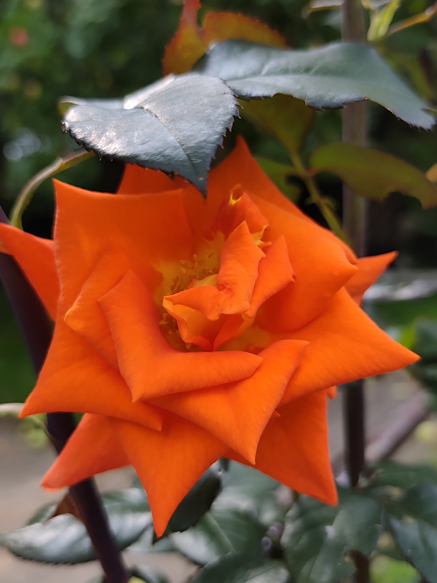 A close-up, vertical shot captures a vibrant orange rose in full bloom. The petals are a vivid orange with hints of yellow in the center, unfurling in layers to reveal a complex and intricate floral structure. Dark green leaves with serrated edges frame the rose, some appearing slightly glossy, suggesting a recent watering or dew. The background is a soft blur of green foliage and hints of other colors, indicating an outdoor garden setting. The lighting suggests it is daytime, with soft natural light highlighting the textures and colors of the rose. The image appears to be taken in a garden, possibly in the Бараўлянскі сельскі Савет, Belarus, given the context provided, where such flora is common. There are no people or animals present in the frame.