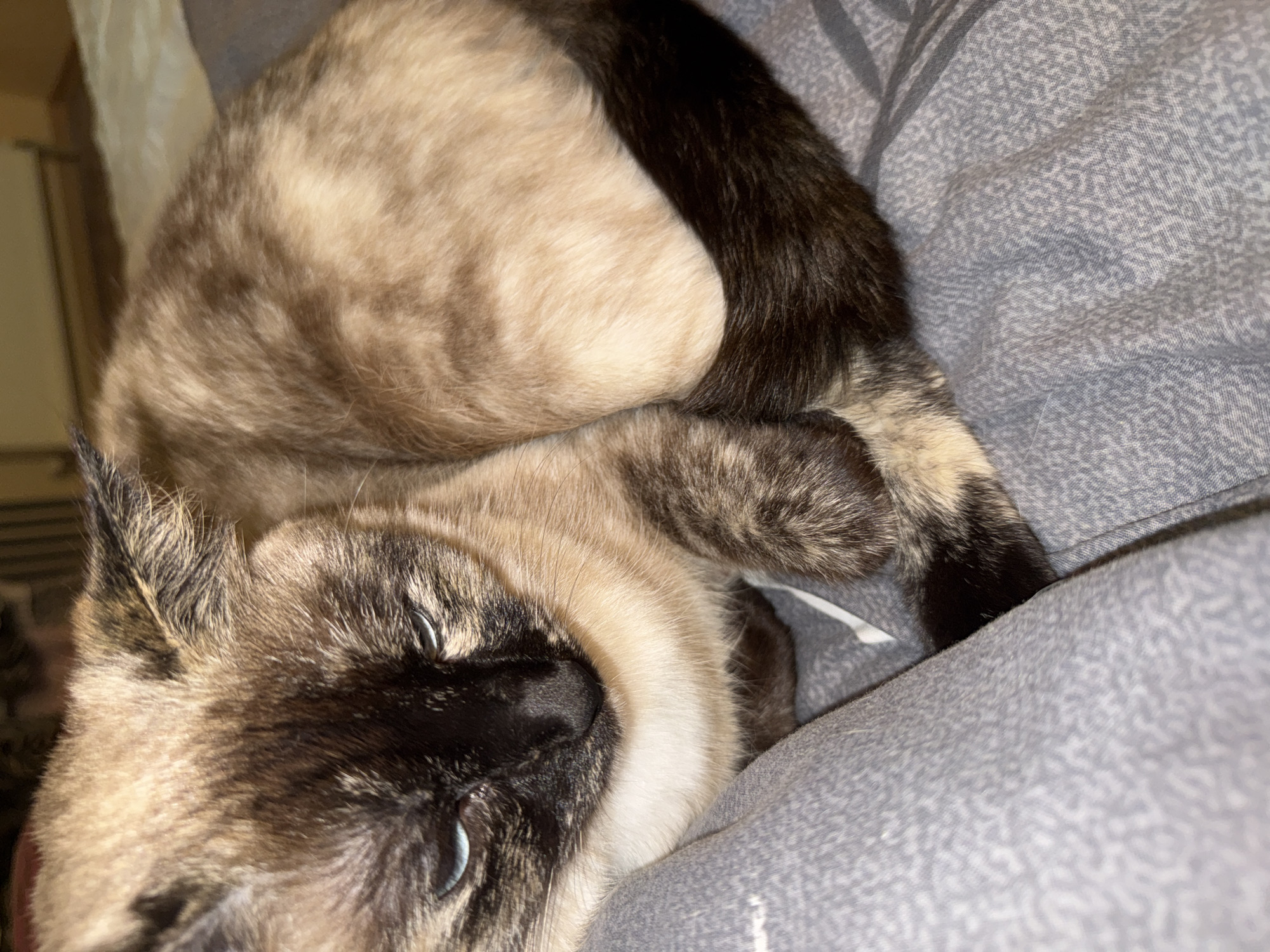 This is a close-up, eye-level shot of a Siamese cat curled up on a bed. The cat's fur is a mix of light brown and darker brown, with distinct darker markings on its face, ears, and tail. Its blue eyes are partially closed, and it appears to be resting or sleeping. The bedding is a gray textured fabric. The lighting suggests it is indoors, possibly in a bedroom. There is no information about the location in Okhtyrka, Ukraine.