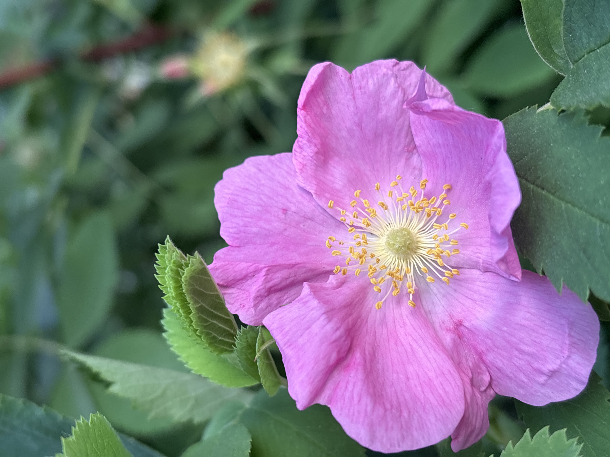 A close-up, eye-level shot captures a vibrant pink wild rose in full bloom, positioned slightly off-center to the right of the frame. The flower dominates the foreground, its delicate petals unfurling to reveal a cluster of bright yellow stamens at its center. The petals are a rich pink with subtle variations in hue, some areas appearing lighter and more translucent than others, and show a delicate texture with visible veins.
Surrounding the rose are lush, green leaves, providing a soft, natural backdrop. These leaves are varied in shape and size, some in sharp focus, like the serrated leaf at the upper left, and others blurred into a gentle green haze behind the bloom. The background is a soft focus of various shades of green, suggesting a garden or natural setting. A hint of a reddish stem can be seen in the upper right quadrant, adding a subtle contrast to the dominant green and pink.
The lighting appears to be natural, possibly daylight, casting a soft glow on the flower and highlighting its intricate details. The overall impression is one of natural beauty and a serene, outdoor environment.
The image was taken in Birobidzhan, Russia.