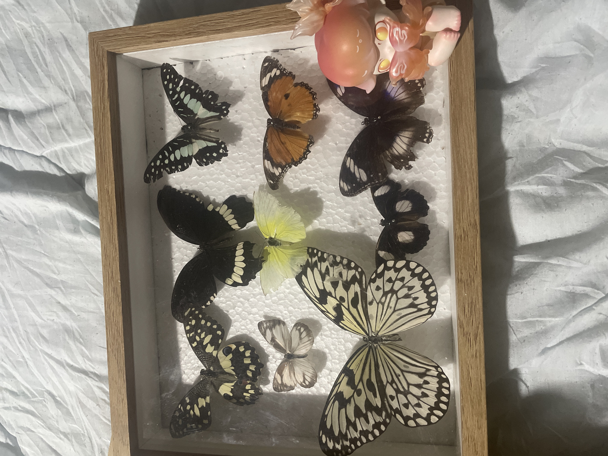 This image depicts a collection of preserved butterflies displayed in a wooden-framed shadow box, located in Davao City, Philippines. The frame, constructed from light-toned wood, rests upon a rumpled, light-colored fabric surface, likely a bedsheet.
Inside the shadow box, nine butterflies are meticulously mounted against a white, textured foam backing. From the top row, left to right: a black and yellow patterned butterfly, a large black butterfly with prominent cream-white markings, and a black butterfly with distinct mint-green patterns. In the middle row: a small, pale brown and white butterfly, a small yellow butterfly, and a medium-sized orange and brown butterfly with a singular black spot on its hindwing. The bottom row features a large, cream-colored butterfly with intricate black venation, two smaller dark brown butterflies with subtle lighter spots, and a partially visible dark butterfly displaying a faint iridescent blue-purple sheen.
A small, stylized figurine is positioned outside the shadow box in the lower right corner, partially seated on the frame's edge. The figurine has peach-colored skin, a reddish-orange cap resembling a mushroom or flower, bright yellow eyes, and holds translucent orange wing-like or petal-like structures. The scene is illuminated by soft, direct lighting.