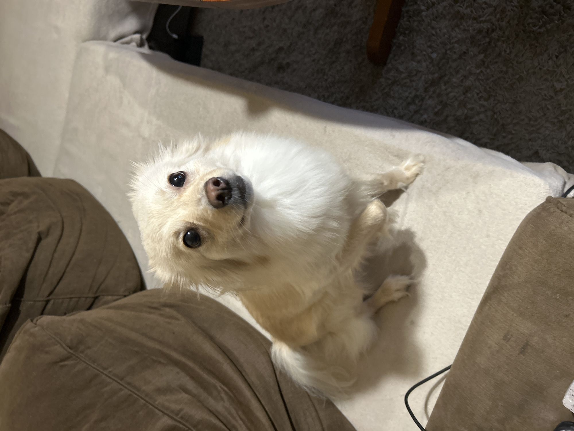 The image shows a small, fluffy white dog with dark eyes and a pinkish-brown nose, sitting on a light-colored couch or rug. The dog is looking up at the camera with an inquisitive expression. Its fur is thick and appears soft. The background is a bit blurred, but it seems to be an indoor setting with carpet and furniture. There are hints of other furniture, possibly a darker brown couch or chair, in the foreground and to the left of the dog. The lighting suggests it might be daytime, but the indoor setting makes it difficult to determine the exact time of day or weather conditions. There are no visible text elements in the image. The dog is the sole subject of the photograph.