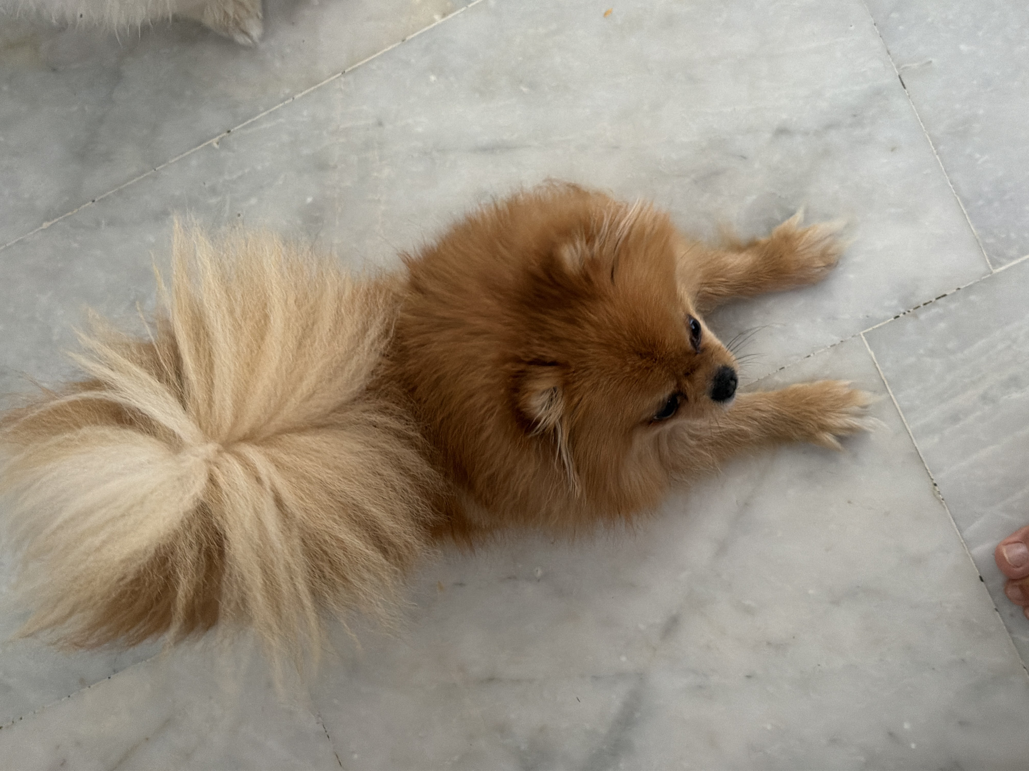 An overhead, high-angle full shot shows a small, fluffy, brown Pomeranian dog lying on a marble floor. The dog's tail, which is very bushy and light brown, is curled up over its back. The dog's body is a darker brown, and its fur is thick and layered. Its head is turned down towards the floor, and its eyes are partially closed, suggesting it might be sleeping or resting. Two of its front paws are visible, extended forward and resting on the floor. The floor is made of white marble tiles with grey veins. The lighting in the scene is bright, casting soft shadows. The location is not specified in the image.