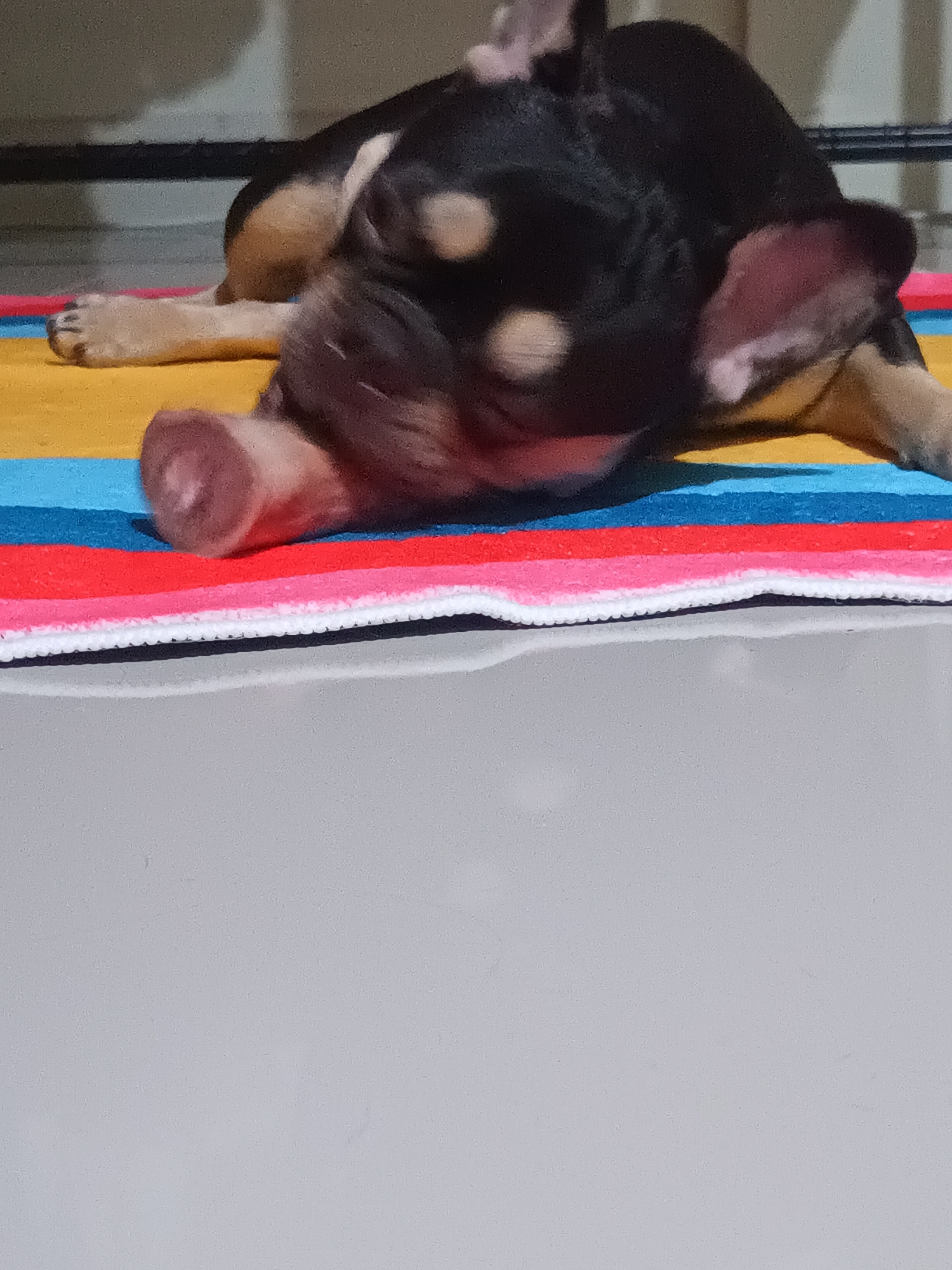 A black and tan dog is lying on a multicolored striped rug. The dog is on its back, with its nose pointing towards the camera. The rug is on a light gray floor. The background is a blurry off-white wall with a dark horizontal line across it. The location is Ban Nong Khon, Thailand.